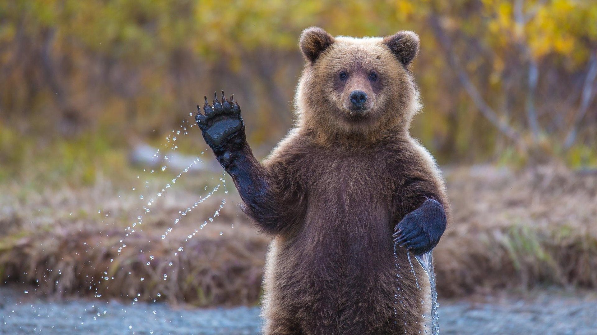 Orso bruno che saluta, 1920x1080 Full HD, Laptop