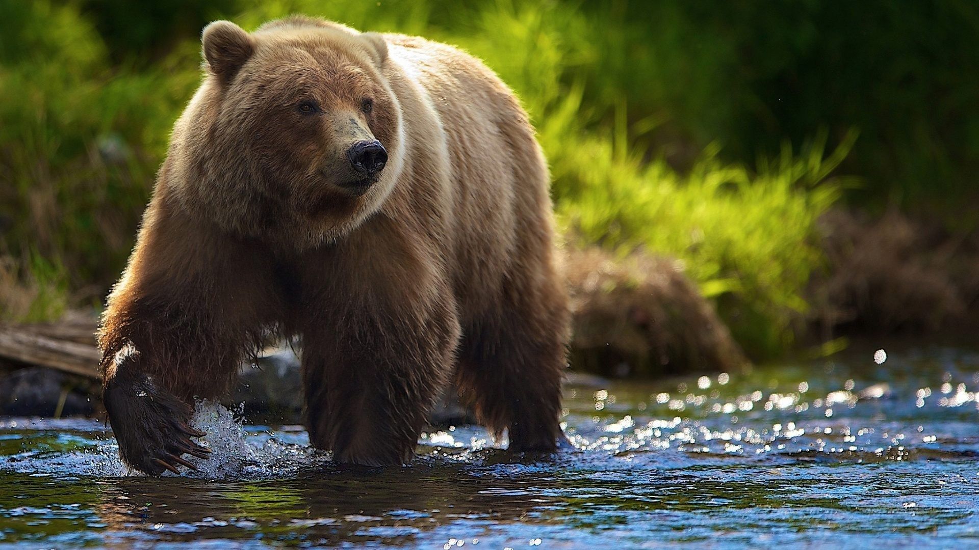 Orso grizzly nel fiume, 1920x1080 Full HD 1080p, PC