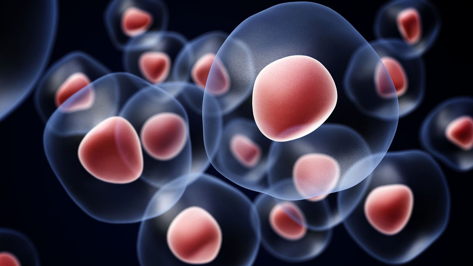 Modello ginocchio ortopedico, medico sfondo, 1920x1080 1080p, PC Desktop