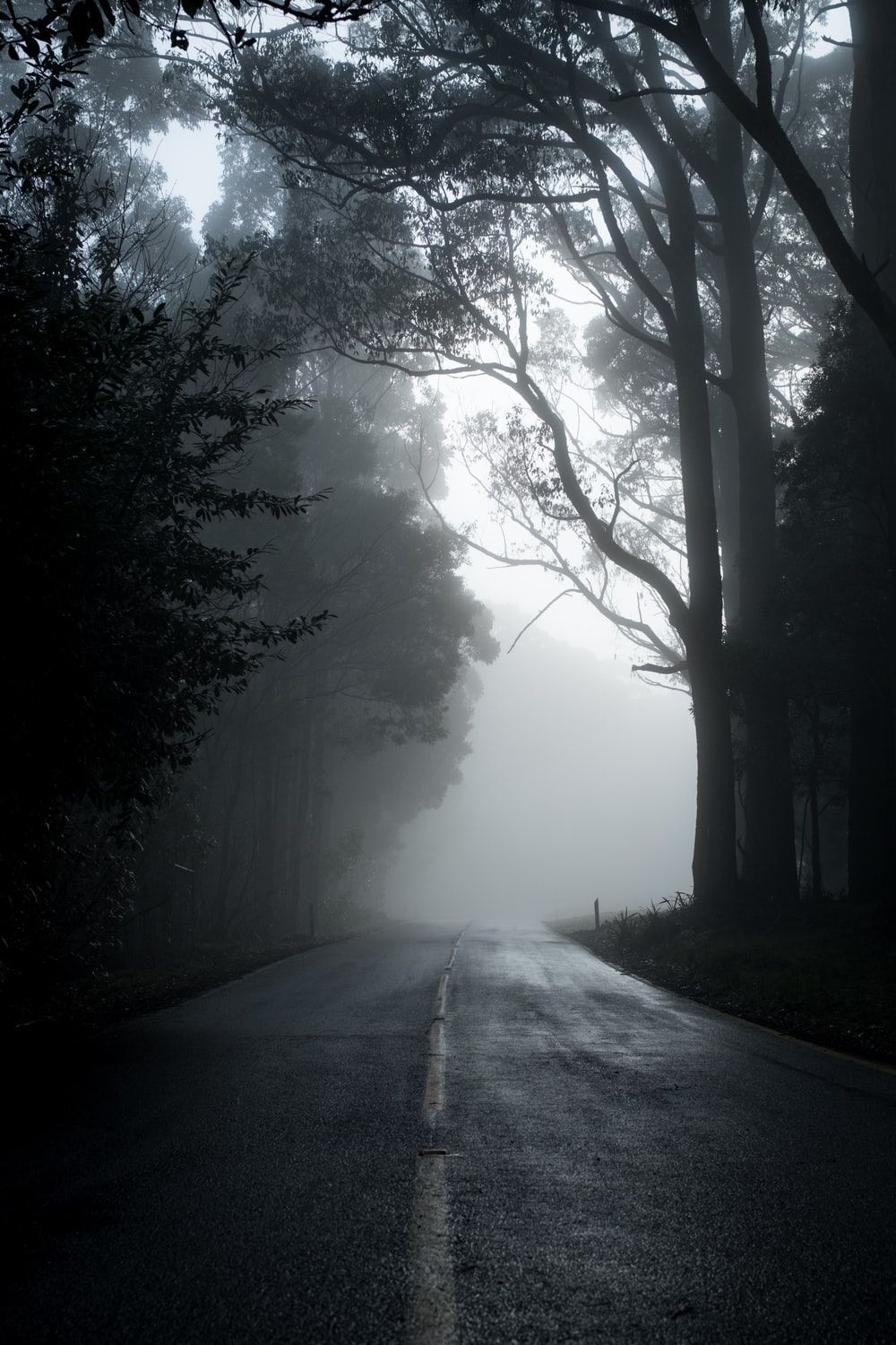 Strada nebbiosa tra alberi scuri, 1000x1500 Verticale, Mobile