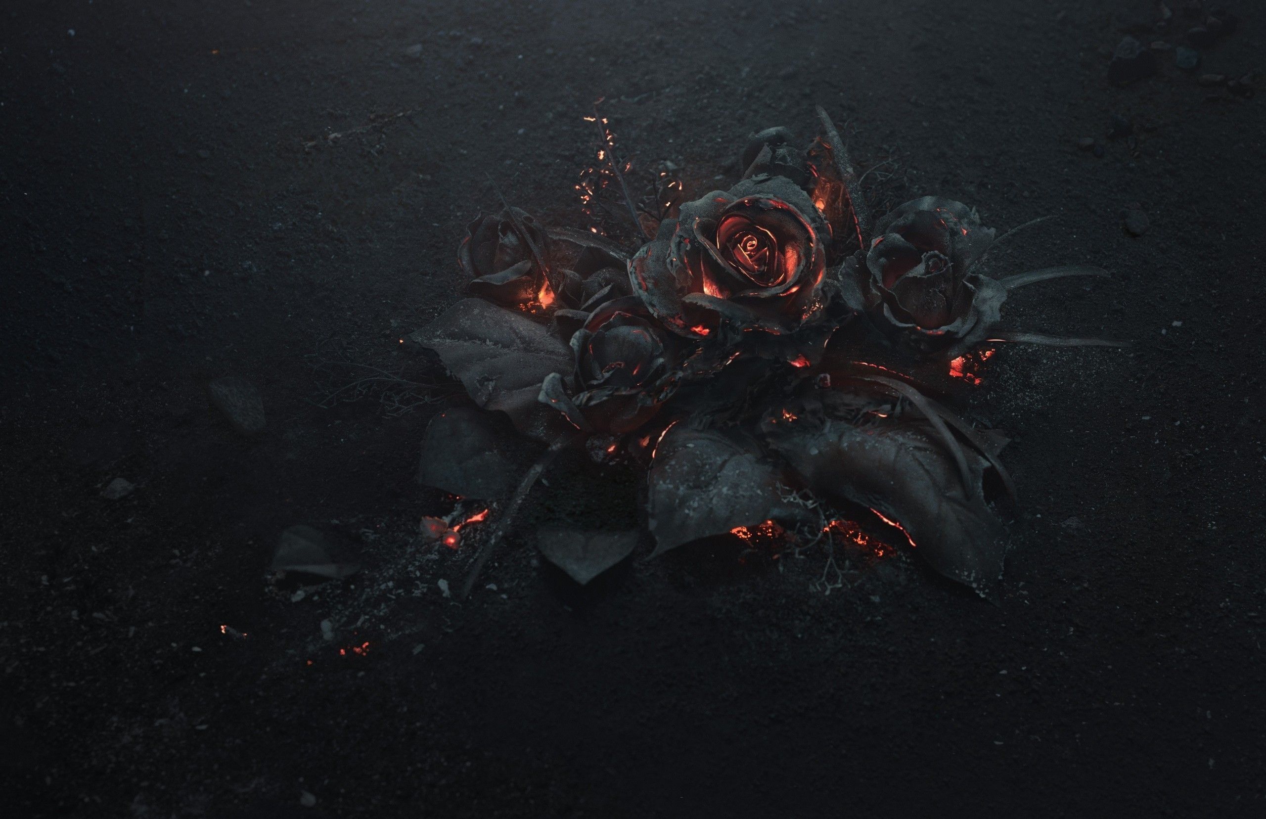 Rose nere con bagliori rossi, 2560x1656 2K+, Desktop