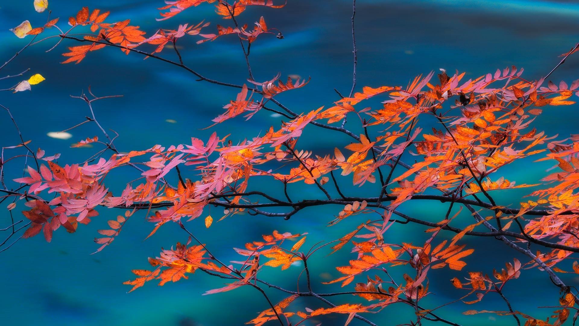 Foglie autunnali arancioni su acqua blu, 1920x1080 Full HD, Laptop