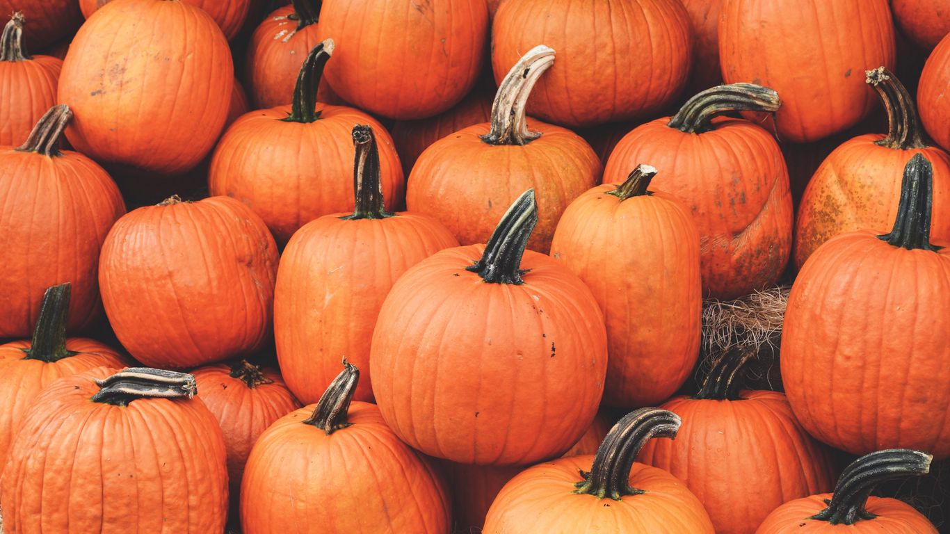 Zucche arancioni autunnali, 1366x768 HD, Desktop