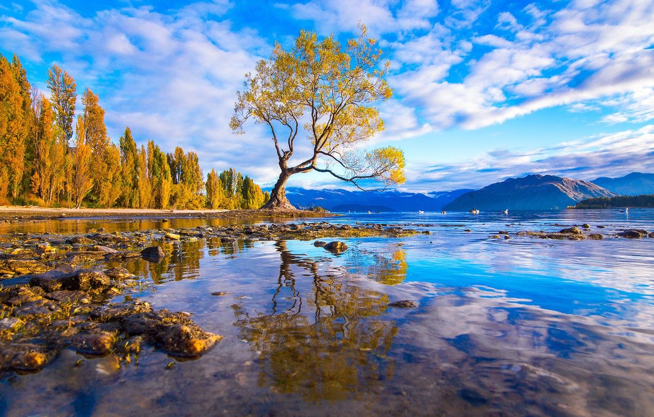 Albero solitario lago montagna, 1332x850 720p, PC