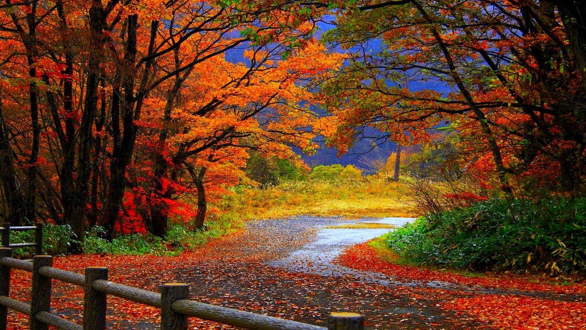 Sentiero autunnale tra alberi colorati, 1920x1080 Full HD 1080p, Laptop
