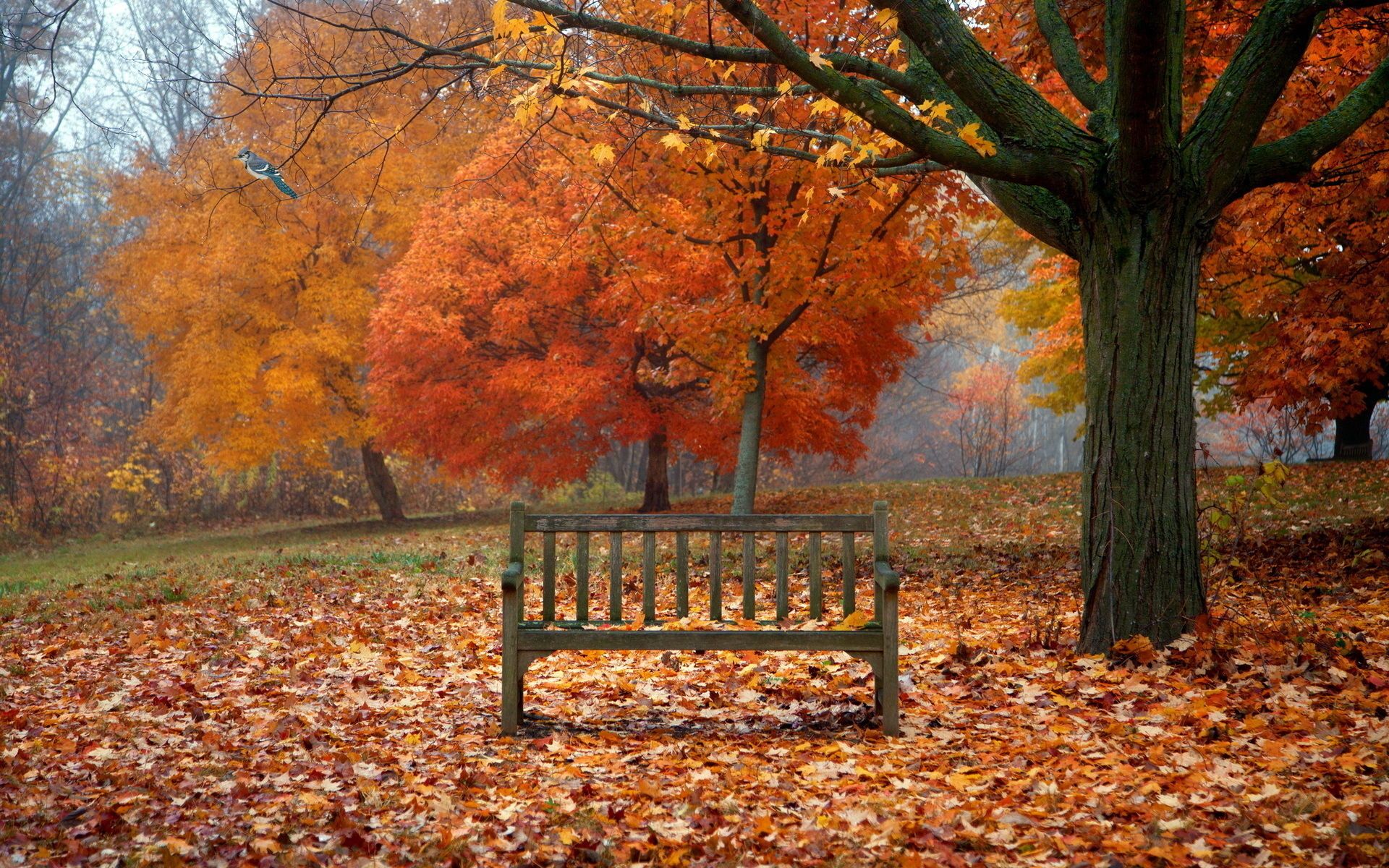 Panchina sotto albero autunnale, 1920x1200 WUXGA, Desktop