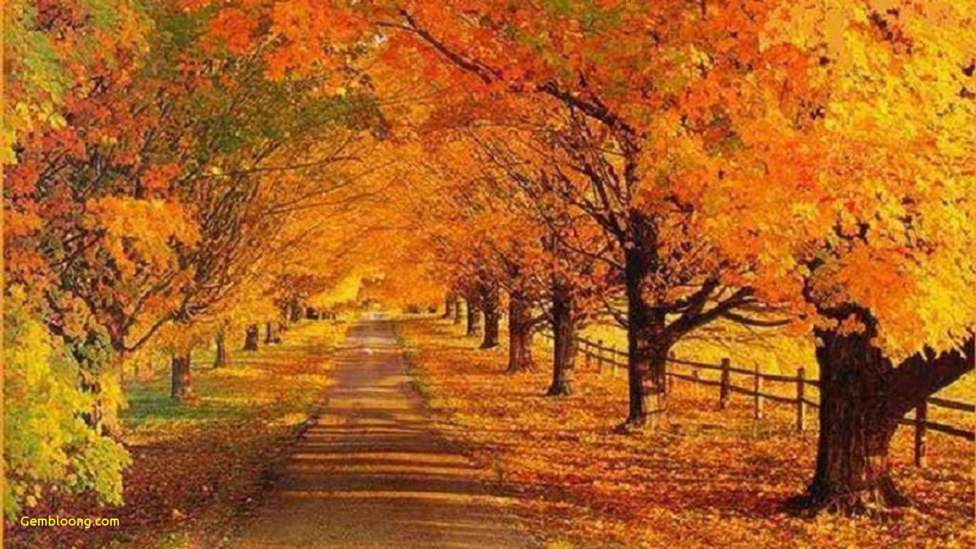 Viale alberato autunnale dorato, 1920x1080 Full HD, PC Desktop