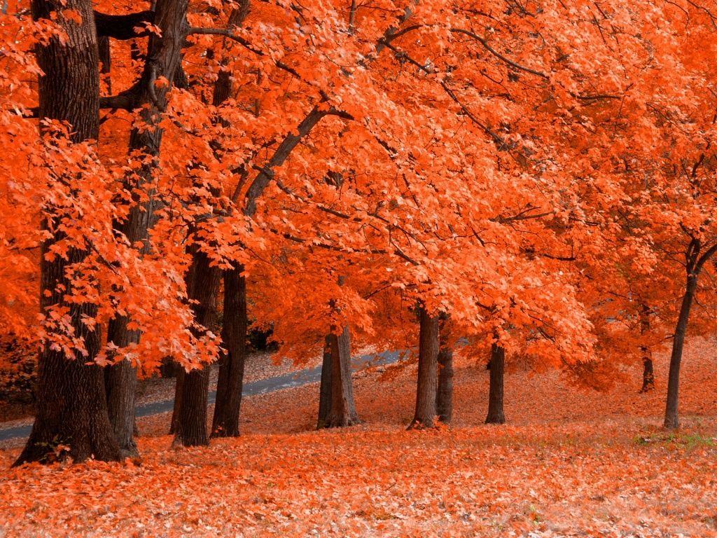 Alberi autunnali arancioni sentiero, 1024x768 HD, Desktop