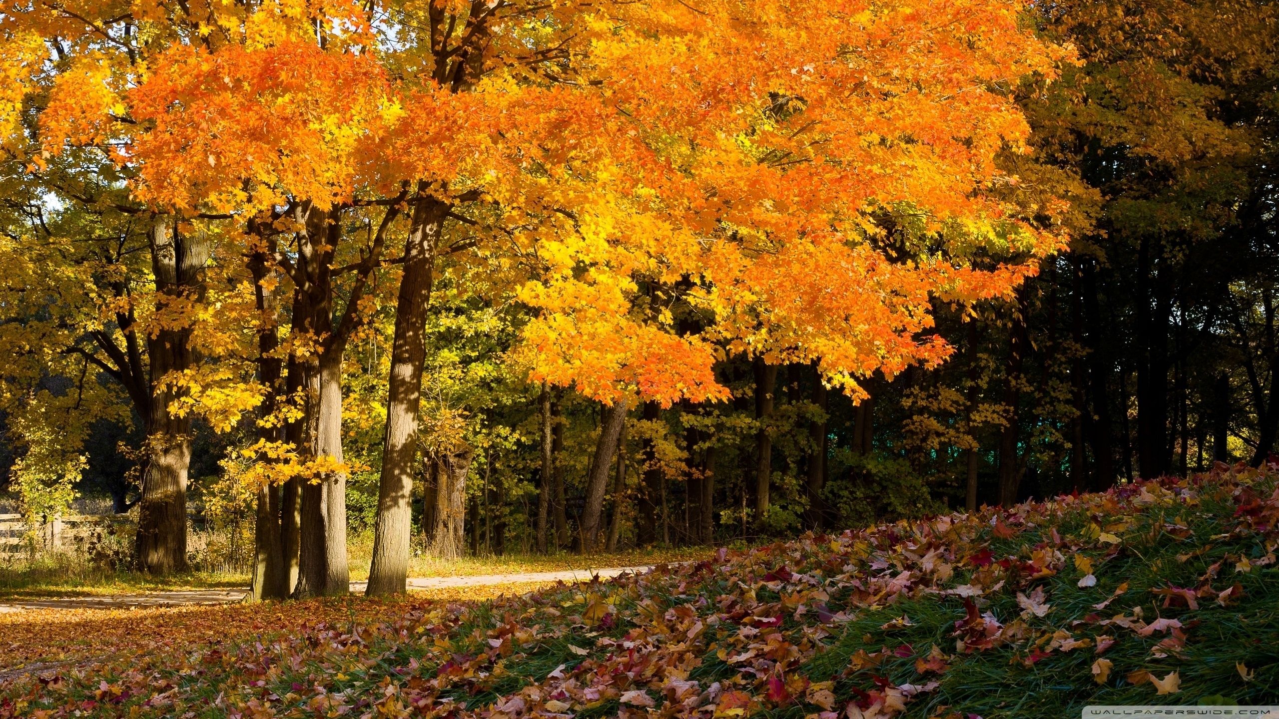 Alberi autunnali foglie arancioni, 2560x1440 2K QHD, Monitor Gaming
