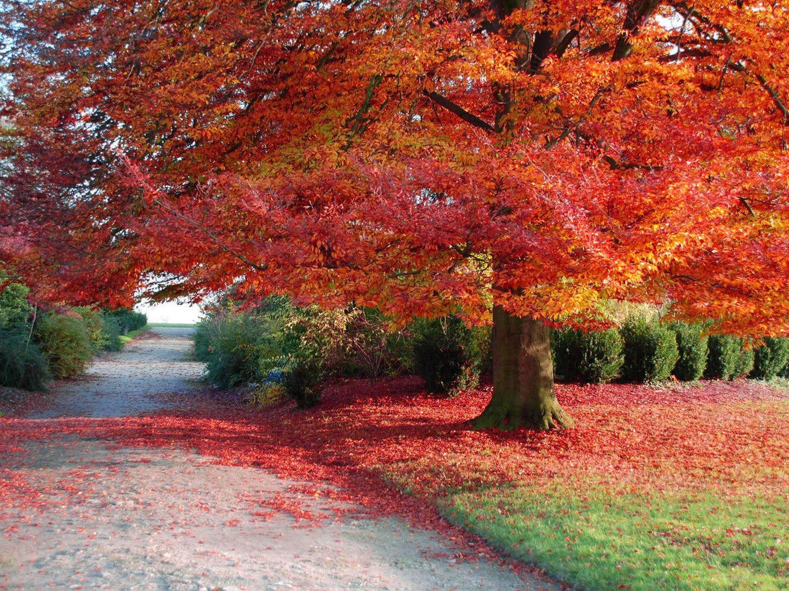 Albero autunnale rosso, sentiero foglie, 1600x1200 900p, PC