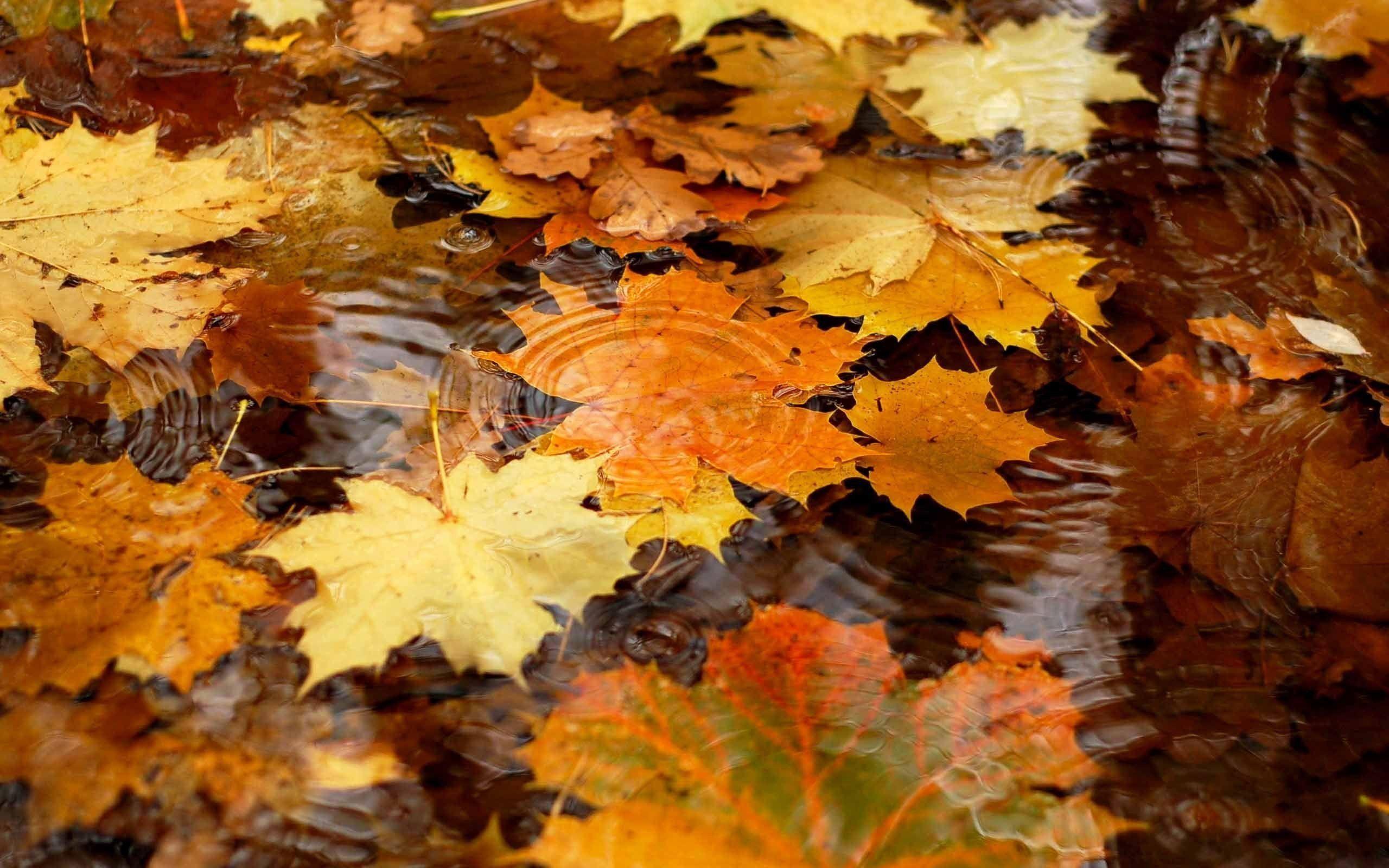 Foglie autunnali sull'acqua, 2560x1600 2K, MacBook Pro