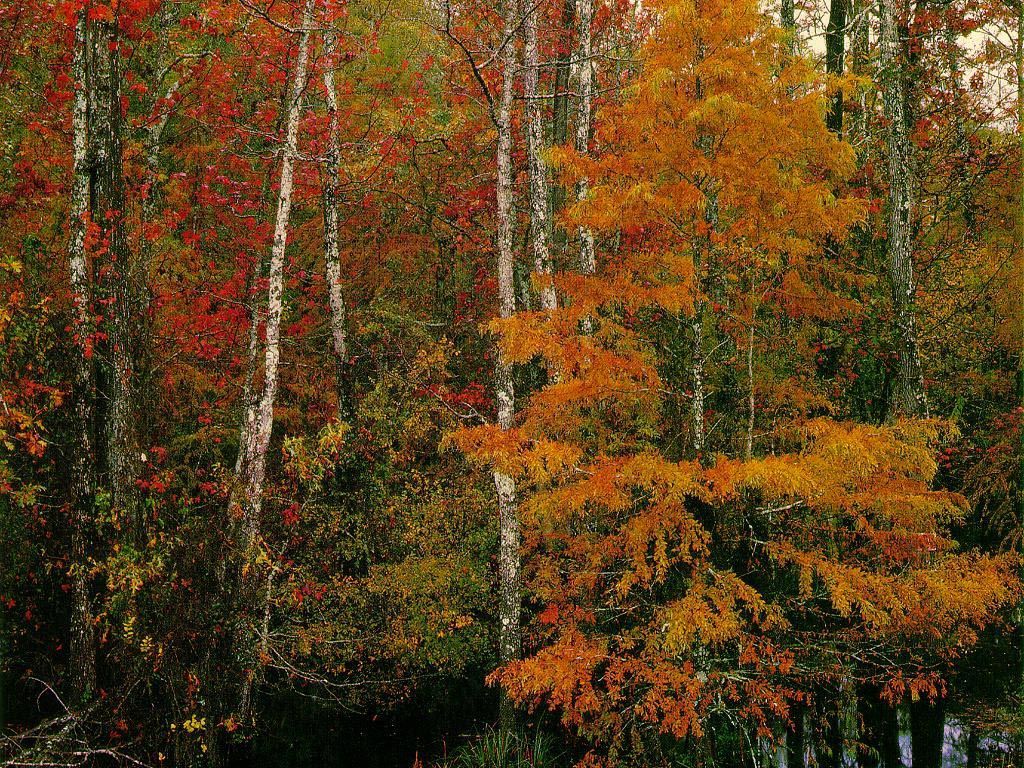 Foresta autunnale con betulle, 1024x768 HD, Desktop