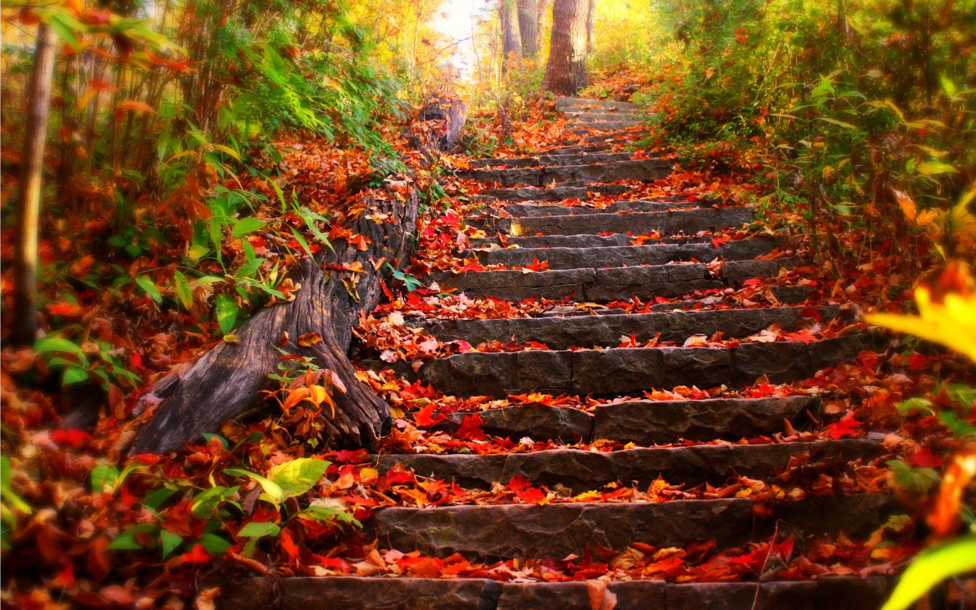 Scalinata di pietra autunnale, 1920x1200 Full HD+ WUXGA, Desktop