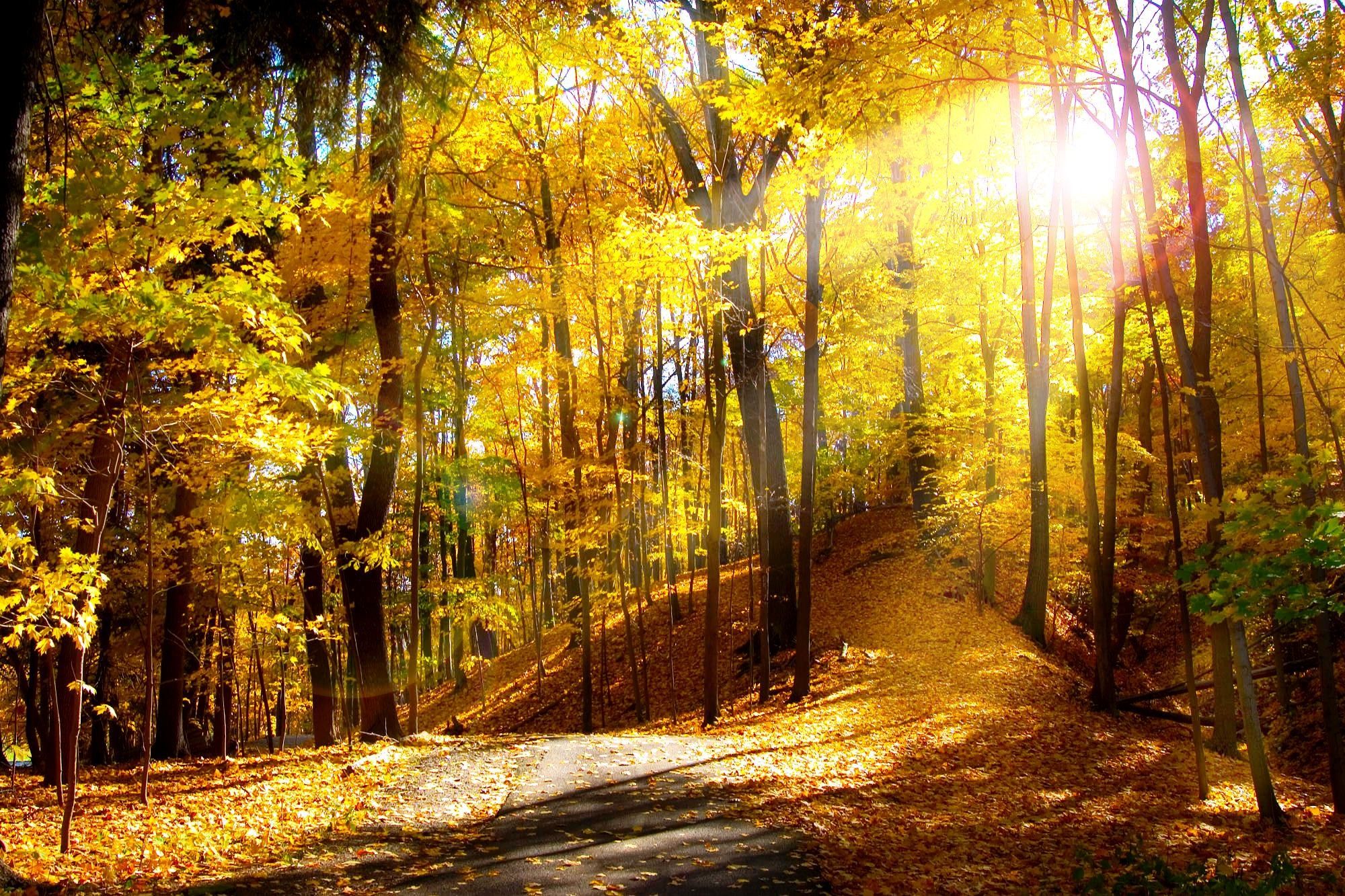 Sentiero nel bosco autunnale, 2000x1333 alta risoluzione, PC