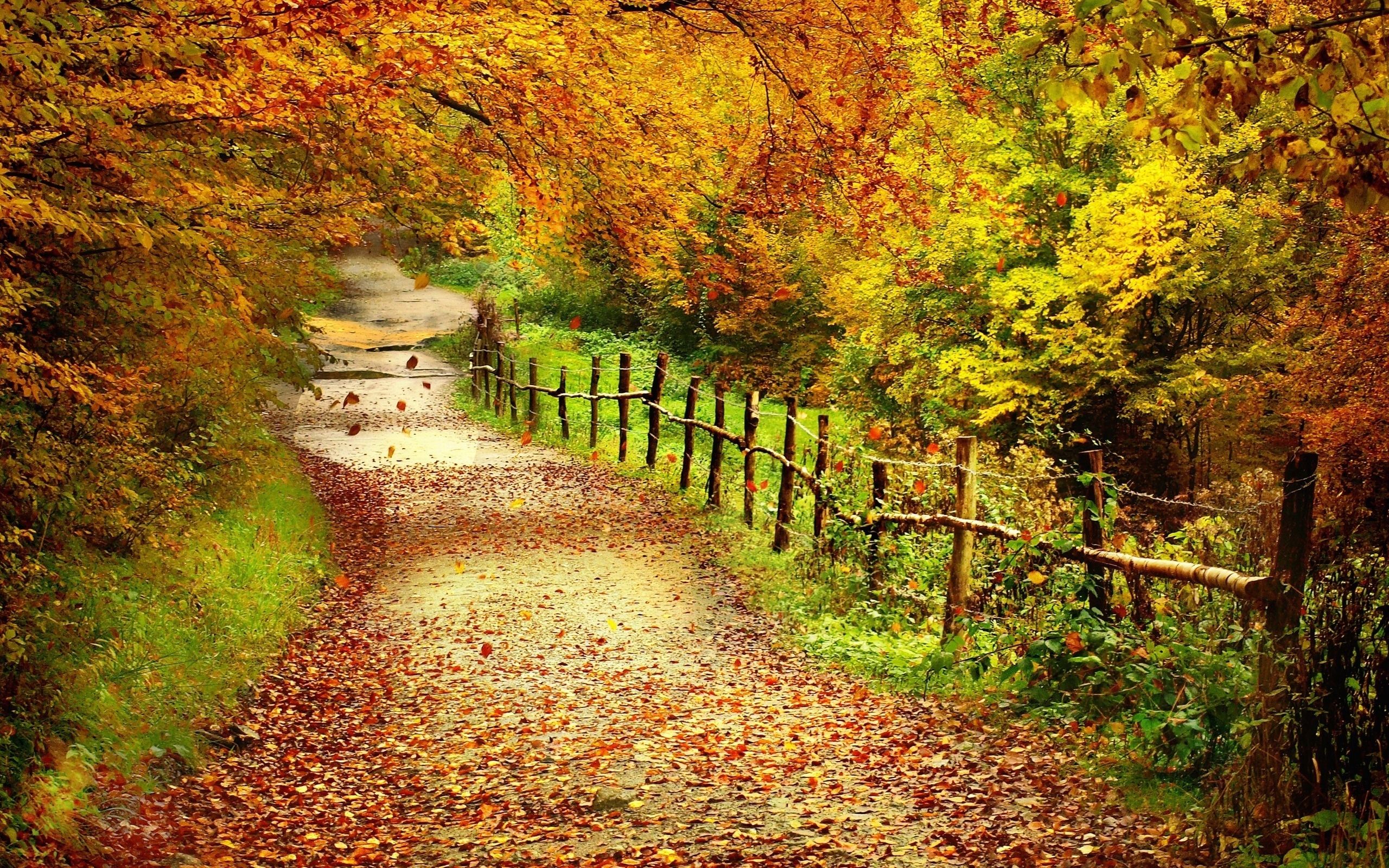 Sentiero autunnale con recinto legno, 2560x1600 WQXGA, PC
