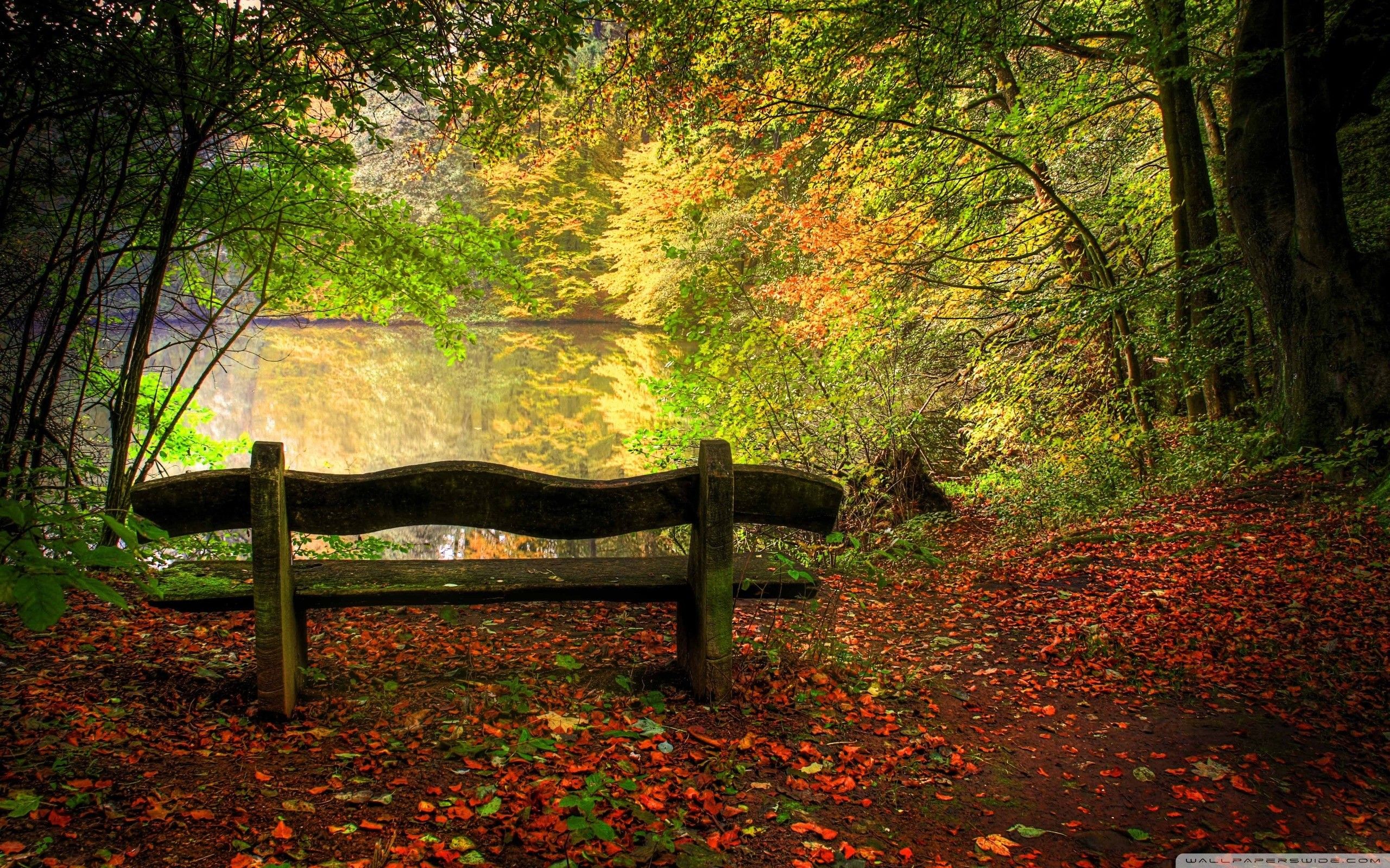 Panchina in legno bosco autunnale, 2560x1600 2K+, MacBook Pro