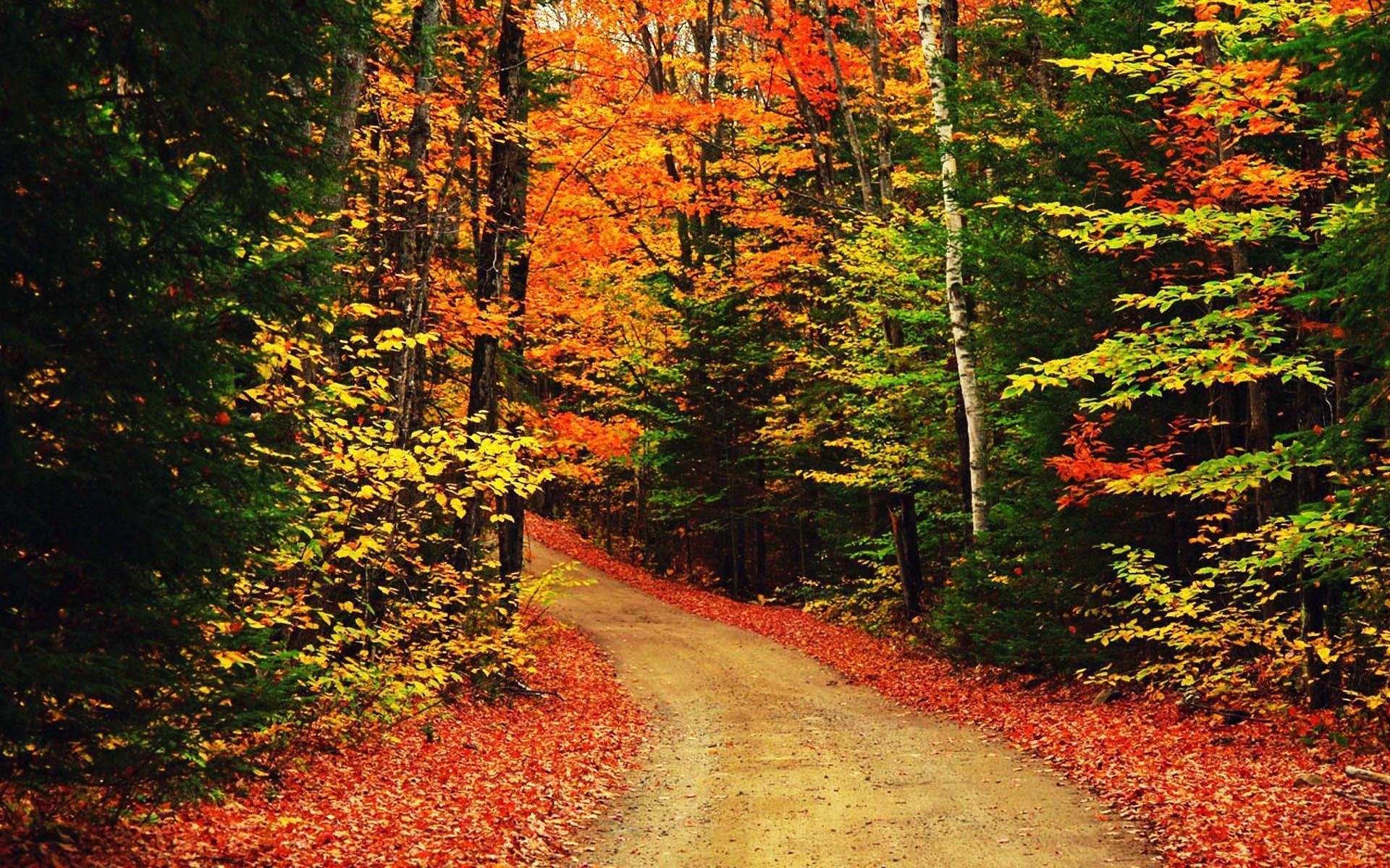 Sentiero nel bosco autunnale, 1920x1200 Full HD+ WUXGA, Laptop