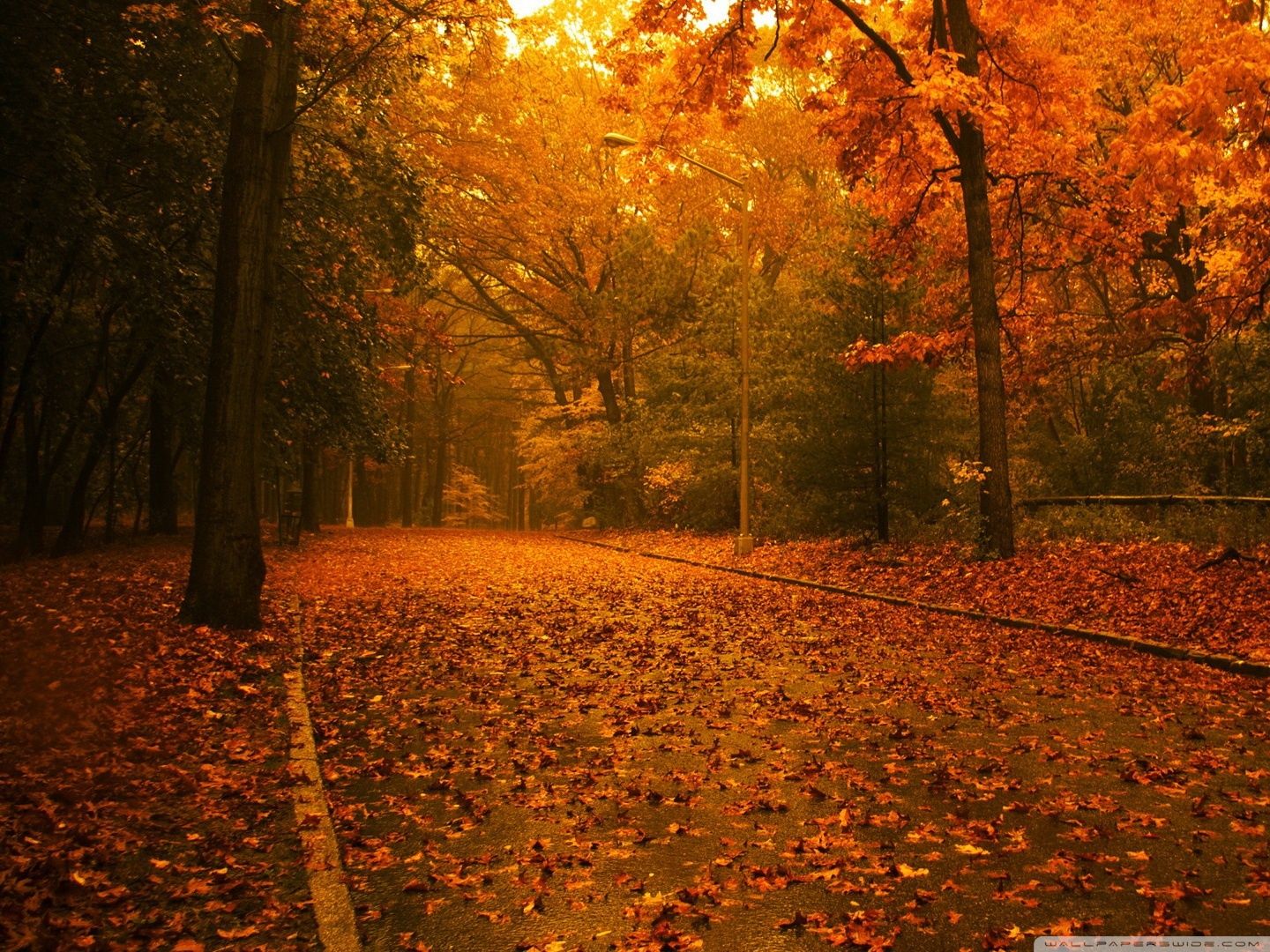 Sentiero autunnale con foglie, 1440x1080 720p, PC