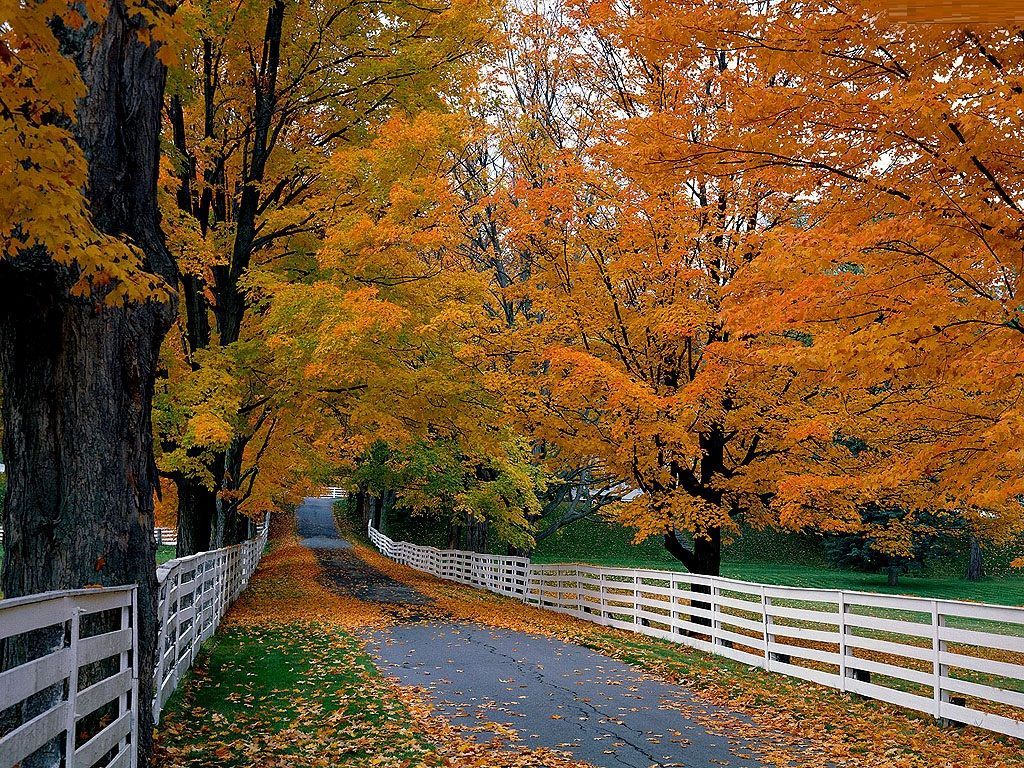 Strada di campagna autunnale alberata, 1024x768 HD, PC Desktop