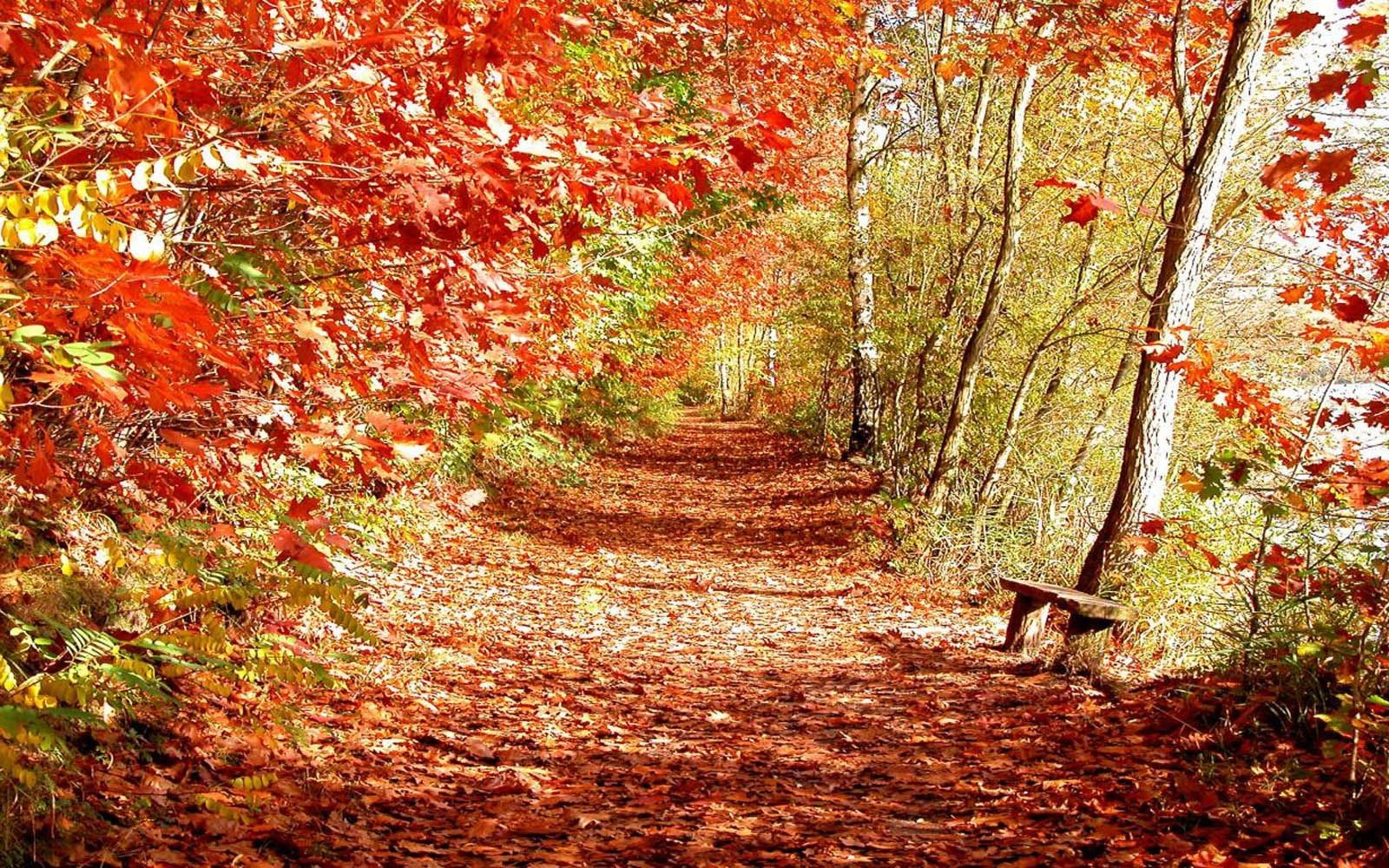 Sentiero autunnale nel bosco, 1600x1000 HD, Lenovo Legion