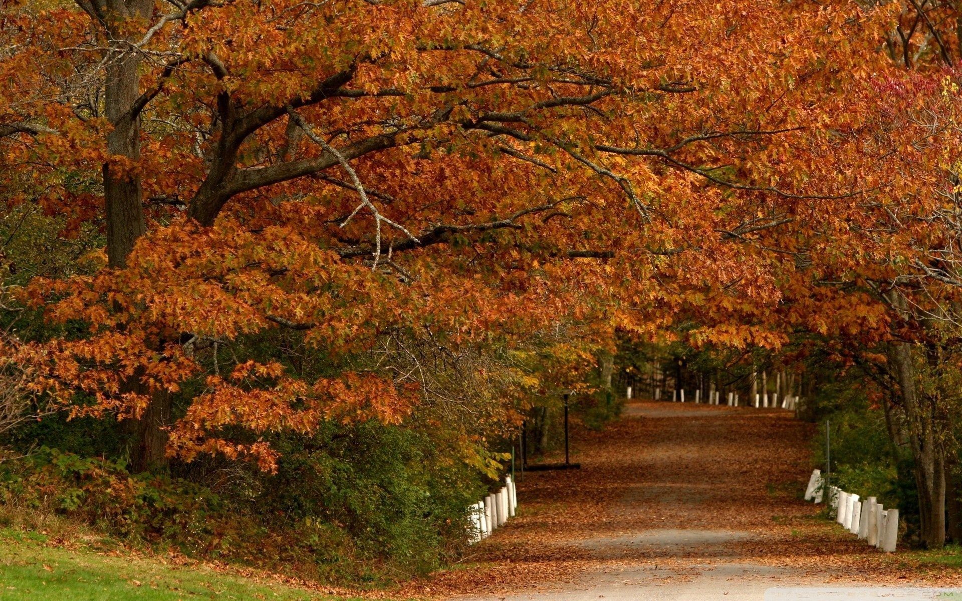 Sentiero autunnale con alberi arancioni, 1920x1200 Full HD+, Desktop