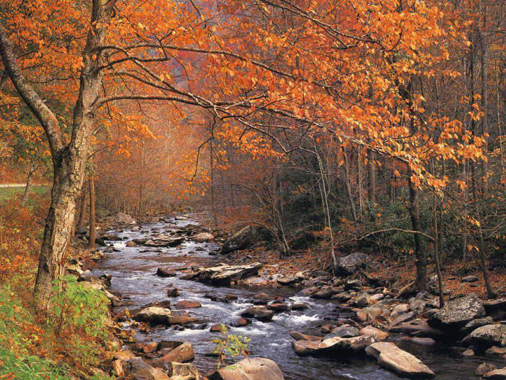 Ruscello nel bosco autunnale, 1024x768 HD, Desktop