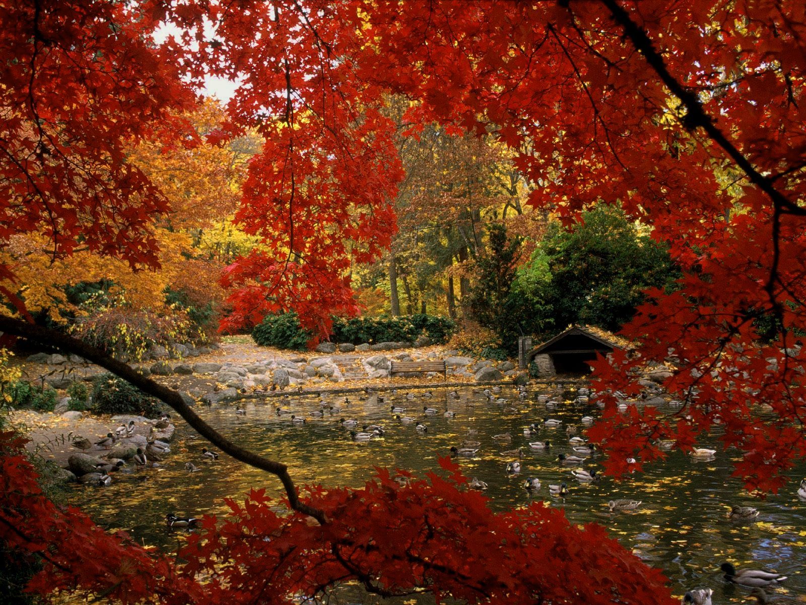 Foglie rosse autunnali su laghetto, 1600x1200 900p, Desktop
