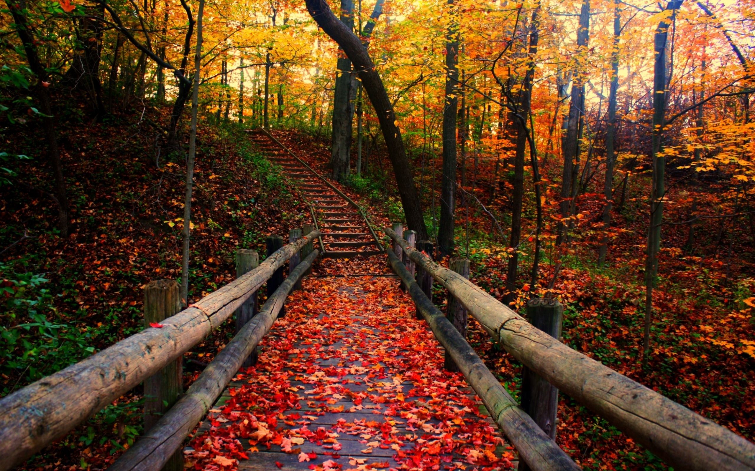Scalinata di legno nel bosco autunnale, 2560x1600 WQXGA, PC