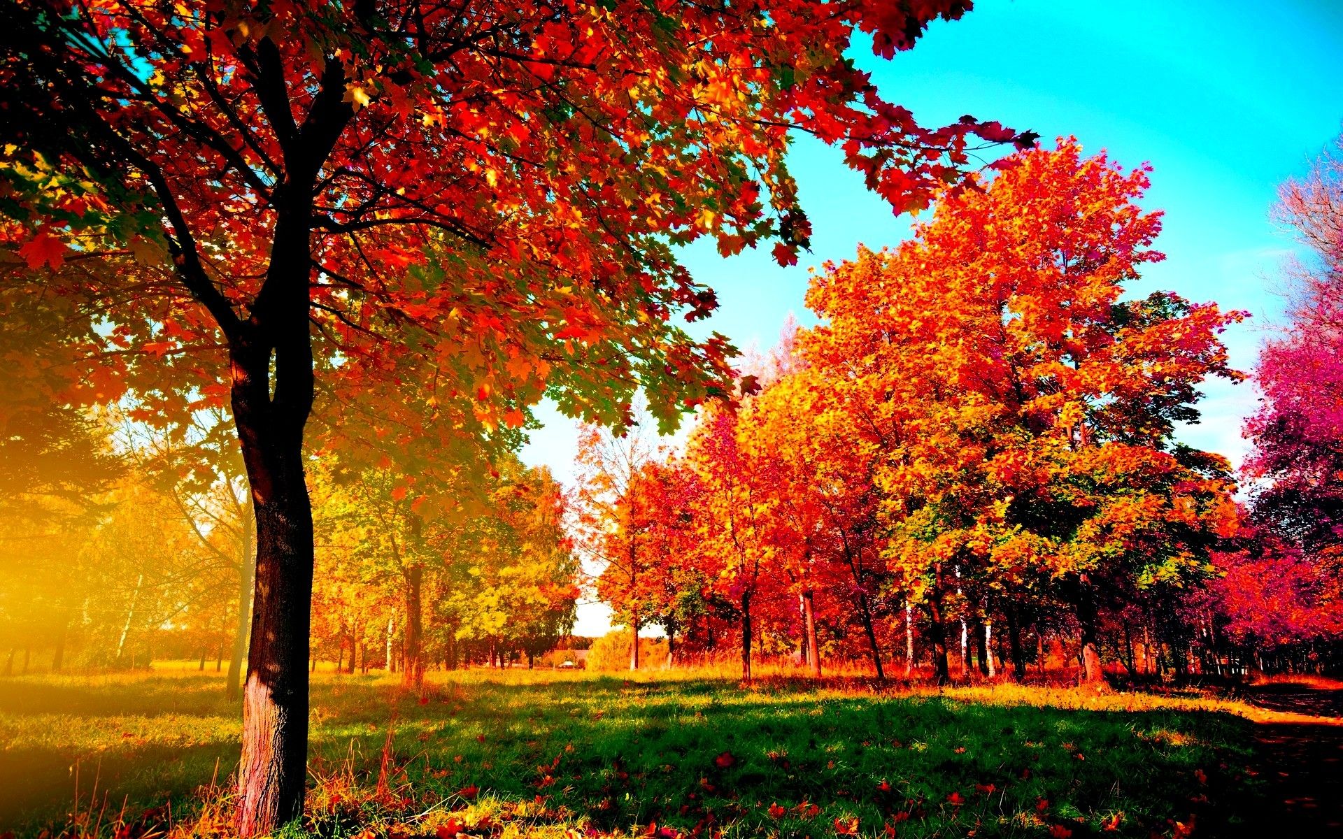 Alberi autunnali foglie rosse, 1920x1200 WUXGA, iMac