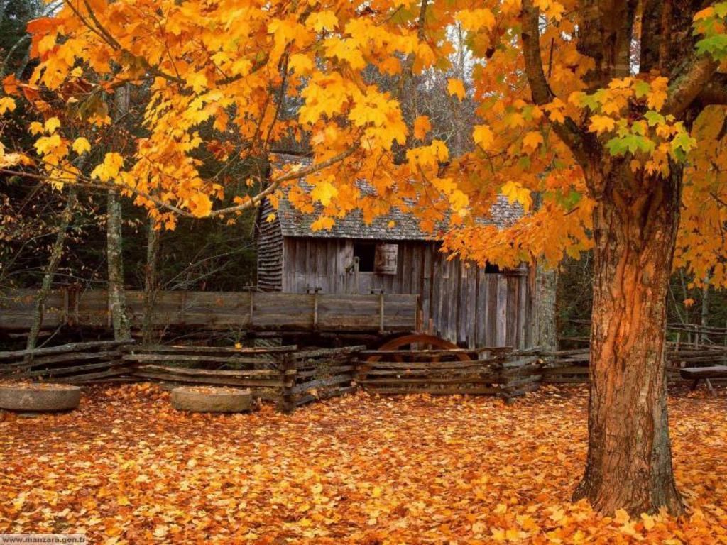 Capanno di legno con foglie autunnali, 1024x768 HD, Desktop