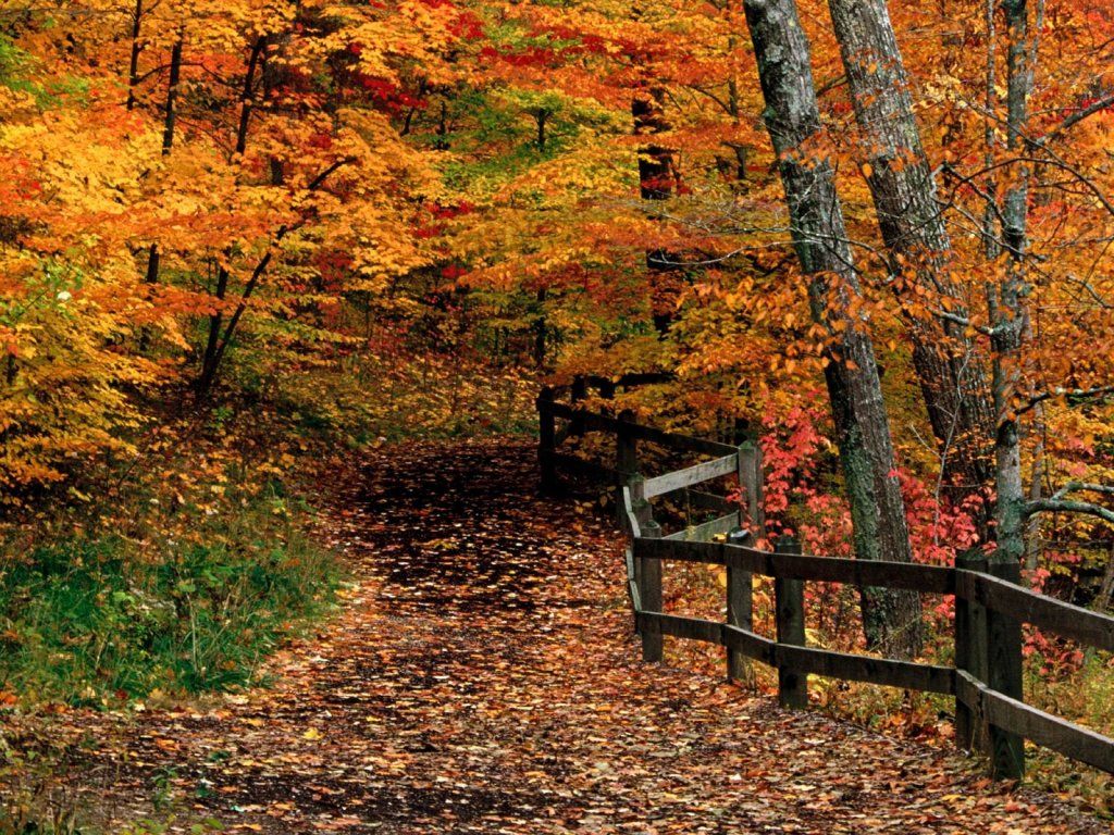 Sentiero autunnale nel bosco, 1024x768 HD, Laptop