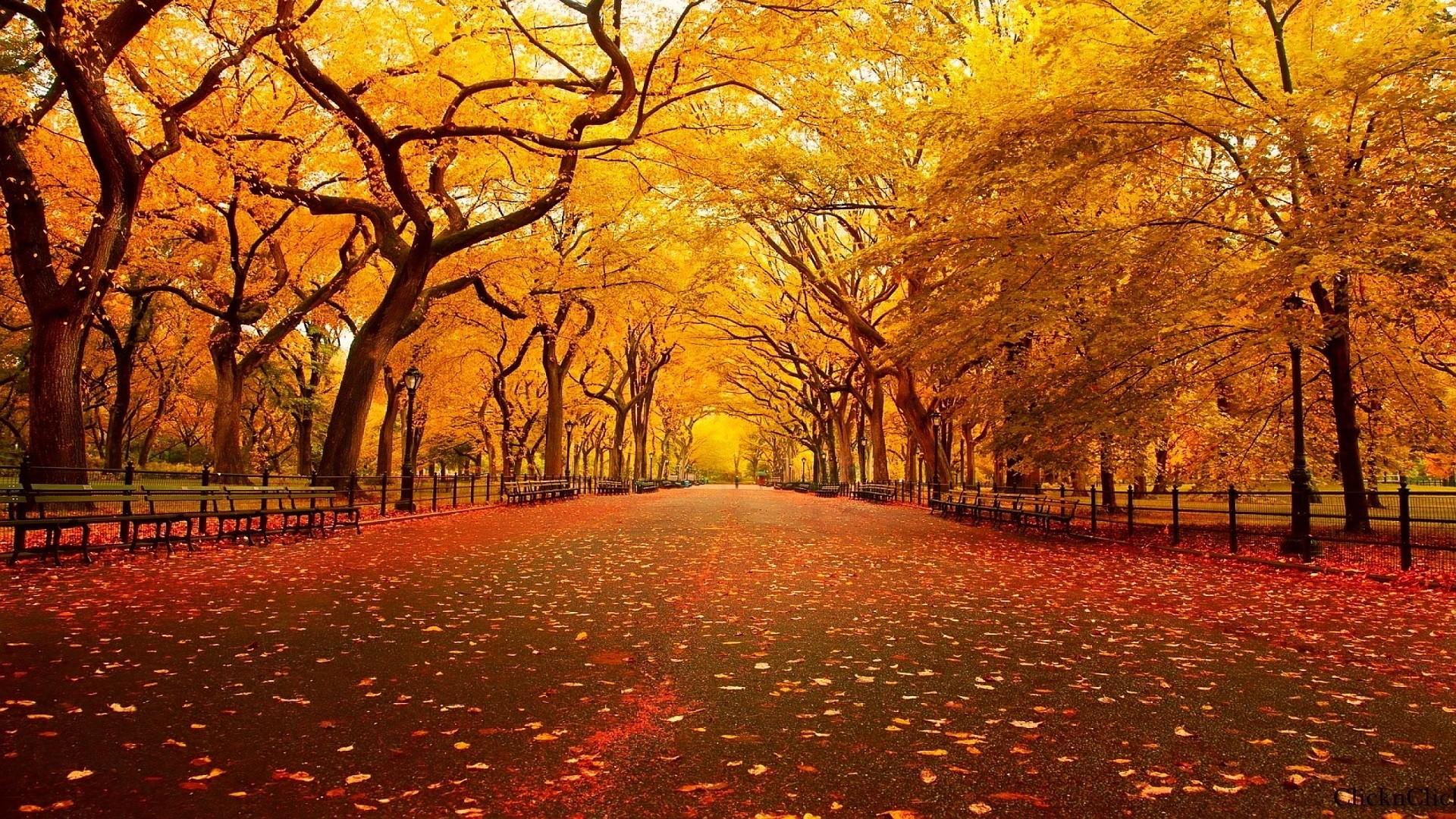Viale alberato autunnale dorato, 1920x1080 Full HD 1080p, Desktop