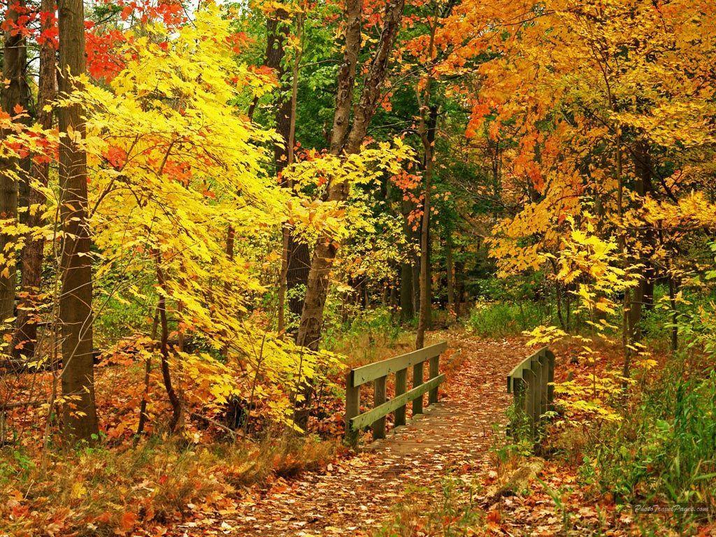 Sentiero autunnale nel bosco, 1024x768 HD, Laptop