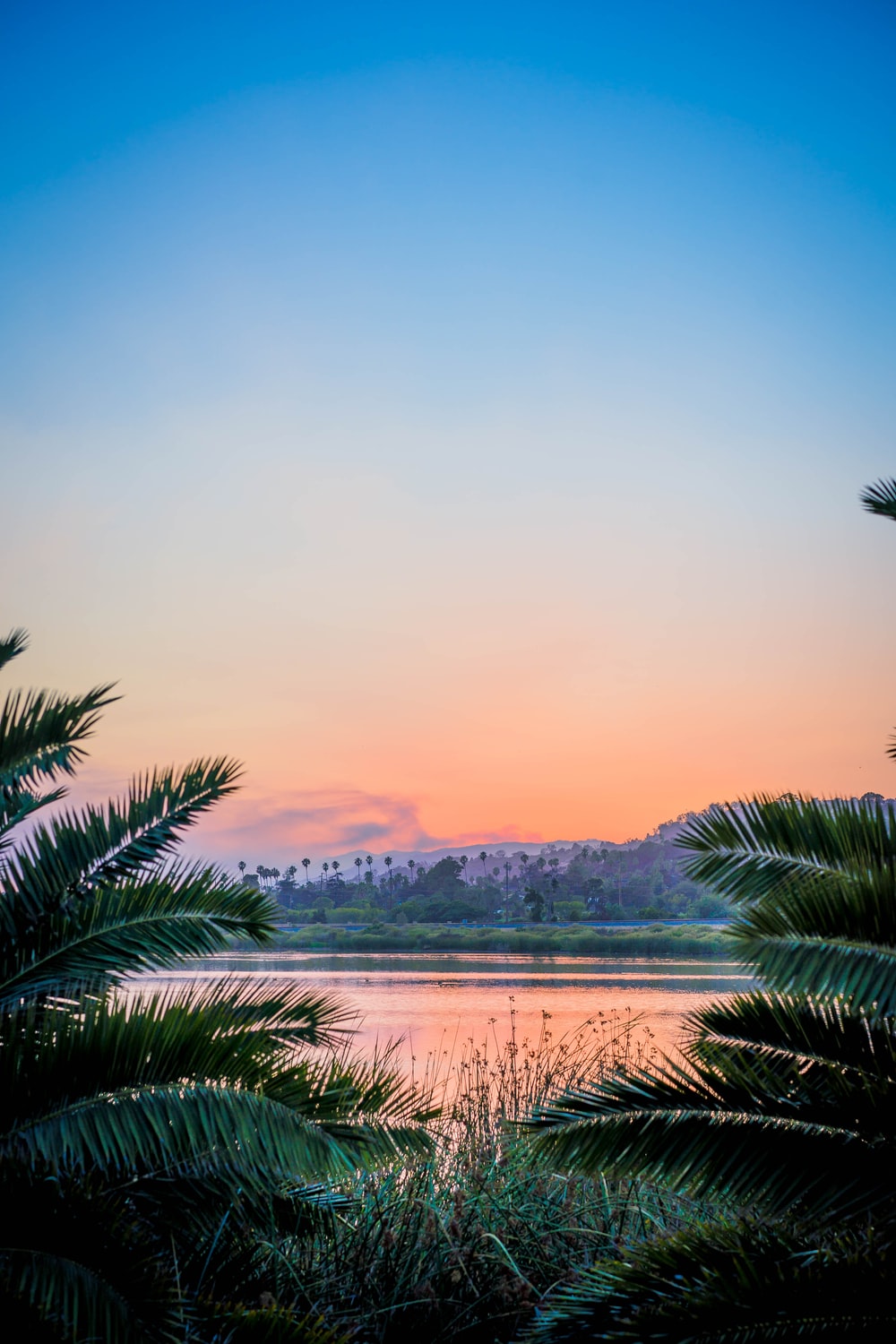 Tramonto rosa con palme, 1000x1500 Full HD Verticale, Smartphone