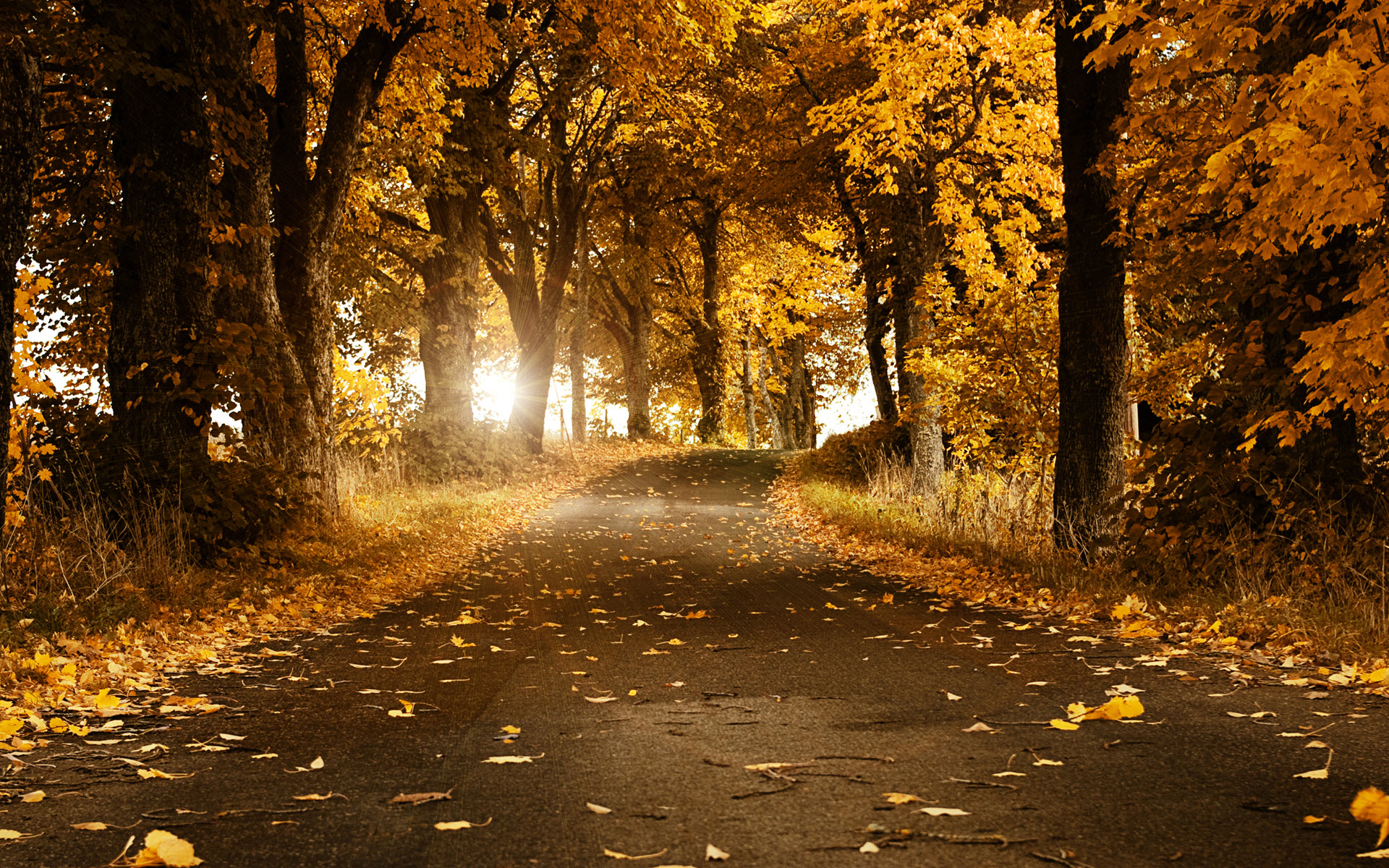 Sentiero autunnale tra alberi dorati, 1920x1200 Full HD+, PC Desktop