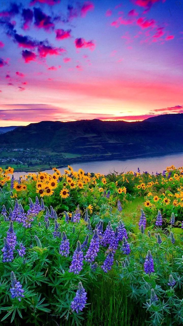 Girasoli e valle al tramonto, 720x1280 Full HD Verticale, Smartphone