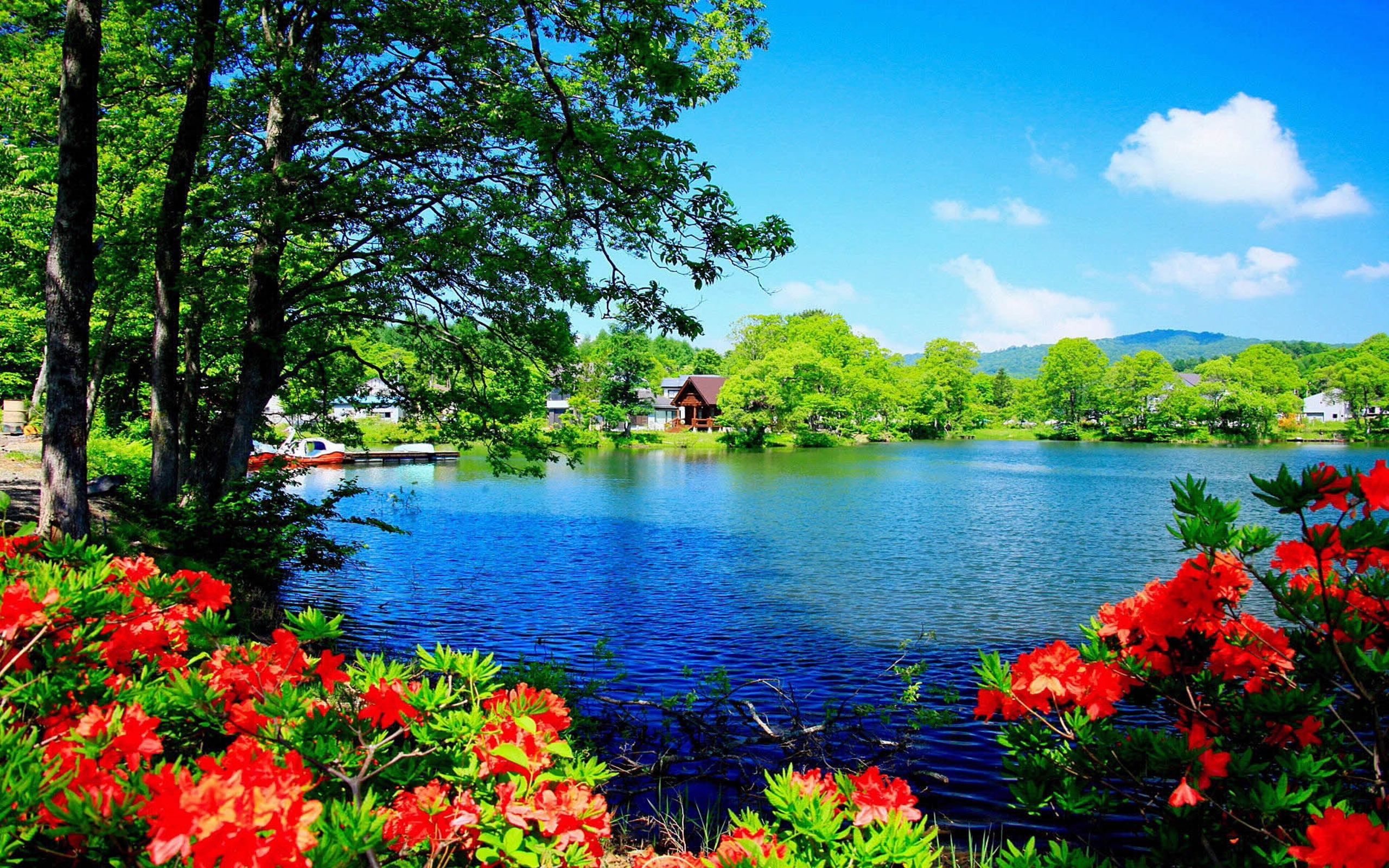 Lago con fiori rossi e alberi, 2560x1600 2K+, PC