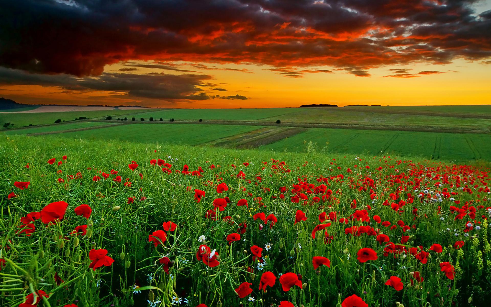 Campo di papaveri al tramonto, 1920x1200 WUXGA, Desktop