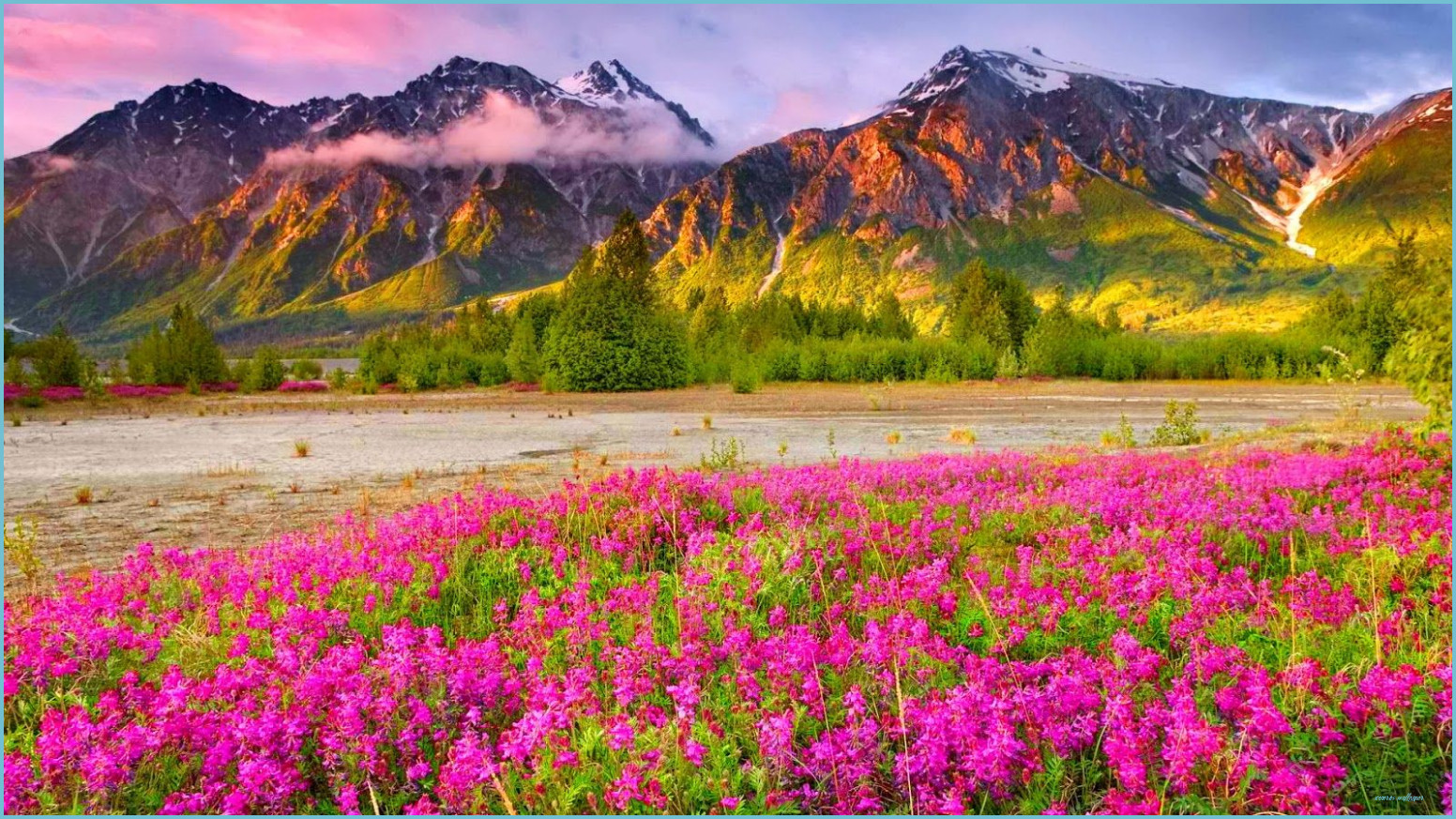 Montagne e fiori rosa, 1552x873 720p, PC