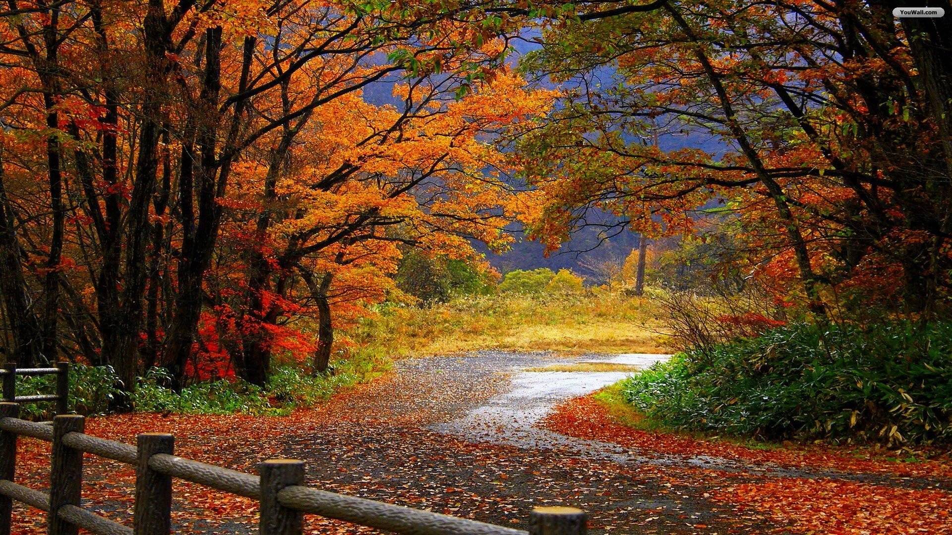 Sentiero autunnale nel bosco, 1920x1080 Full HD 1080p, Desktop