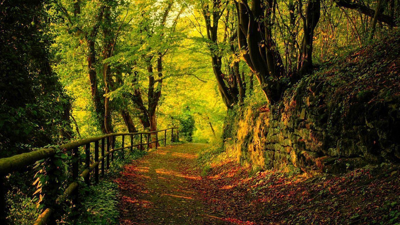 Sentiero autunnale nel bosco, 1366x768 720p, PC