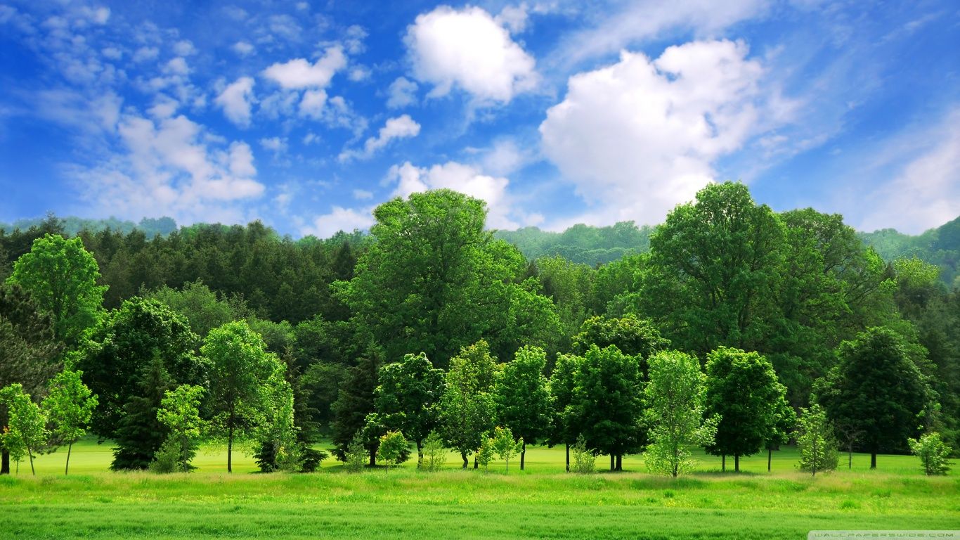 Paesaggio estivo alberi verdi, 1366x768 720p, PC