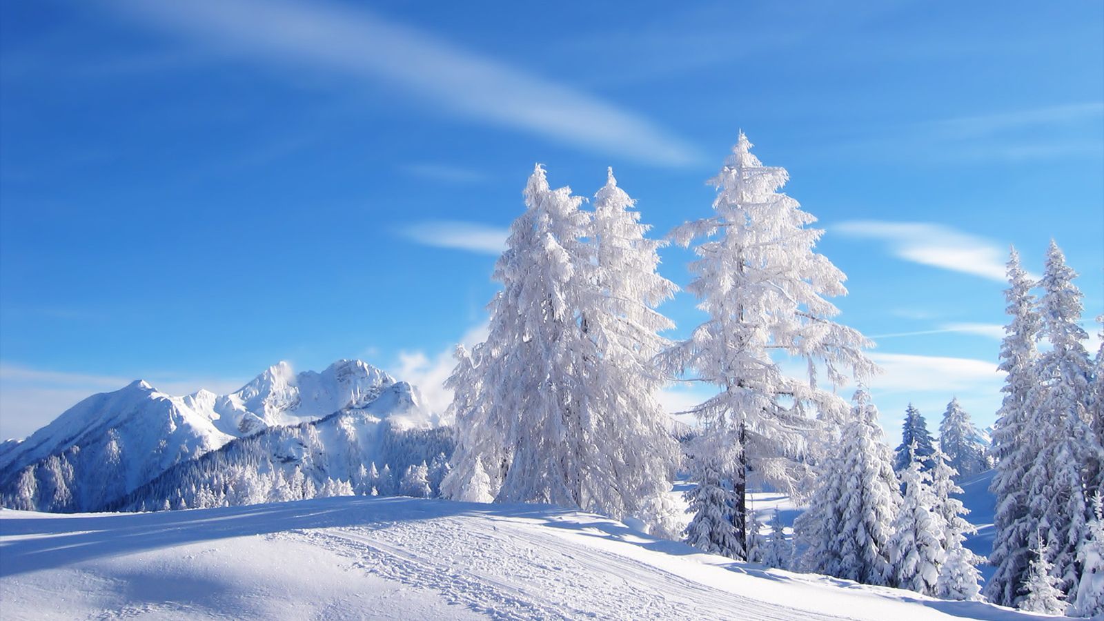 Alberi innevati paesaggio montano, 1600x900 900p, PC Desktop