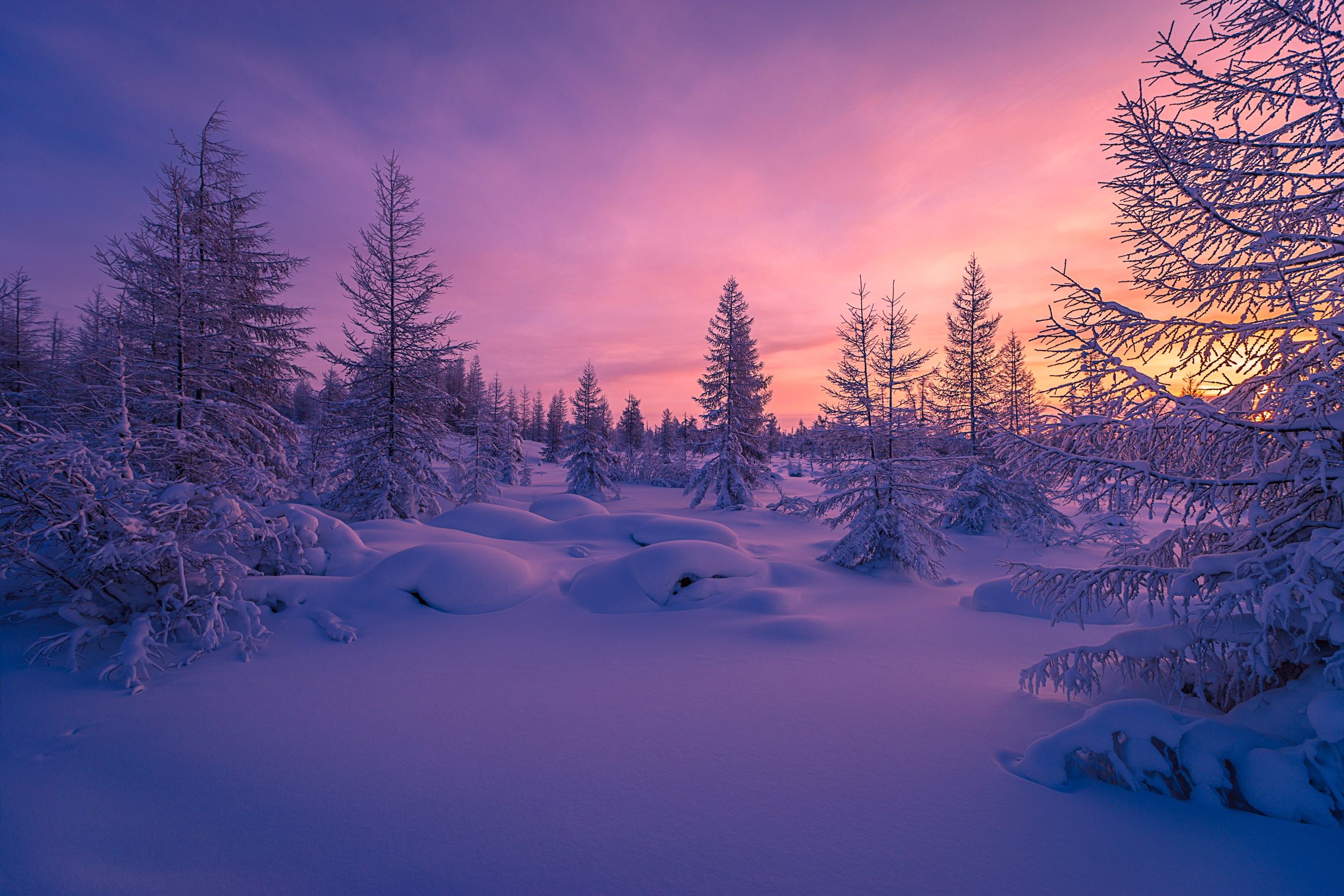 Foresta innevata al tramonto, 2475x1650 Hi-Res, Desktop