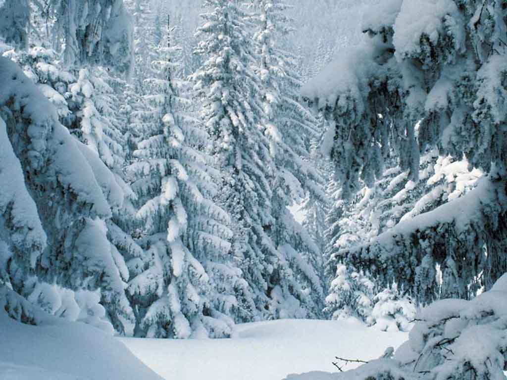 Foresta di abeti innevata, 1024x768 HD, Desktop