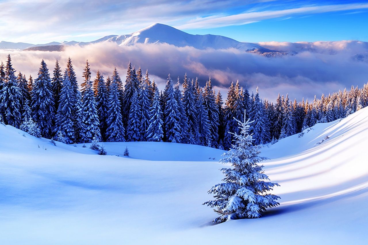 Paesaggio innevato con abeti, 1280x853 HD, HP Laptop
