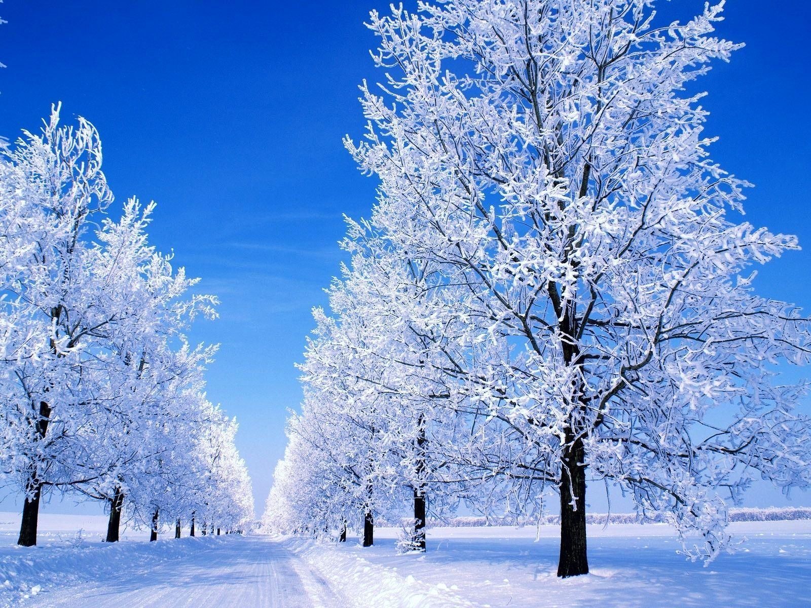 Viale alberi innevati inverno, 1600x1200 900p, Laptop