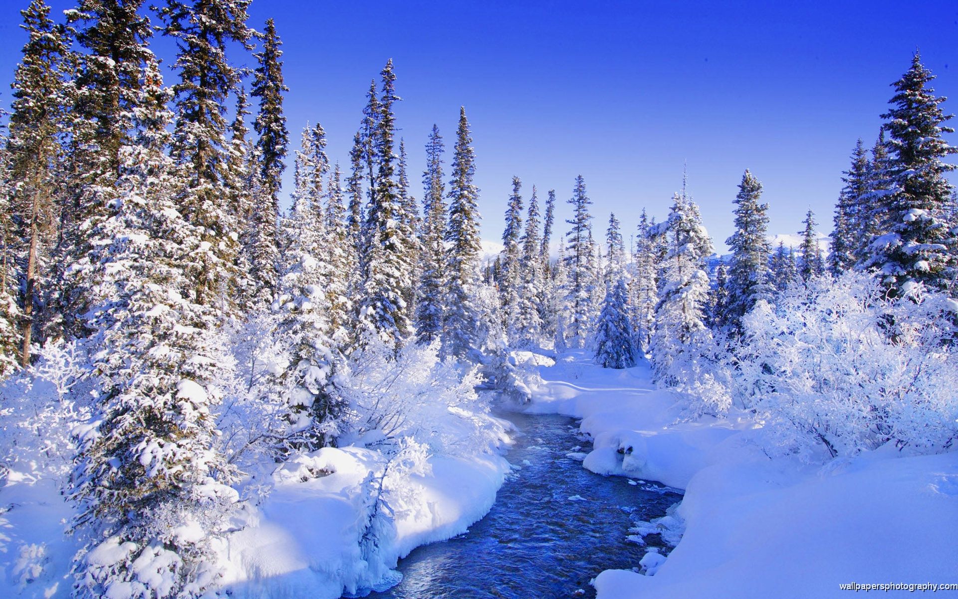 Fiume ghiacciato tra abeti innevati, 1920x1200 WUXGA, Laptop