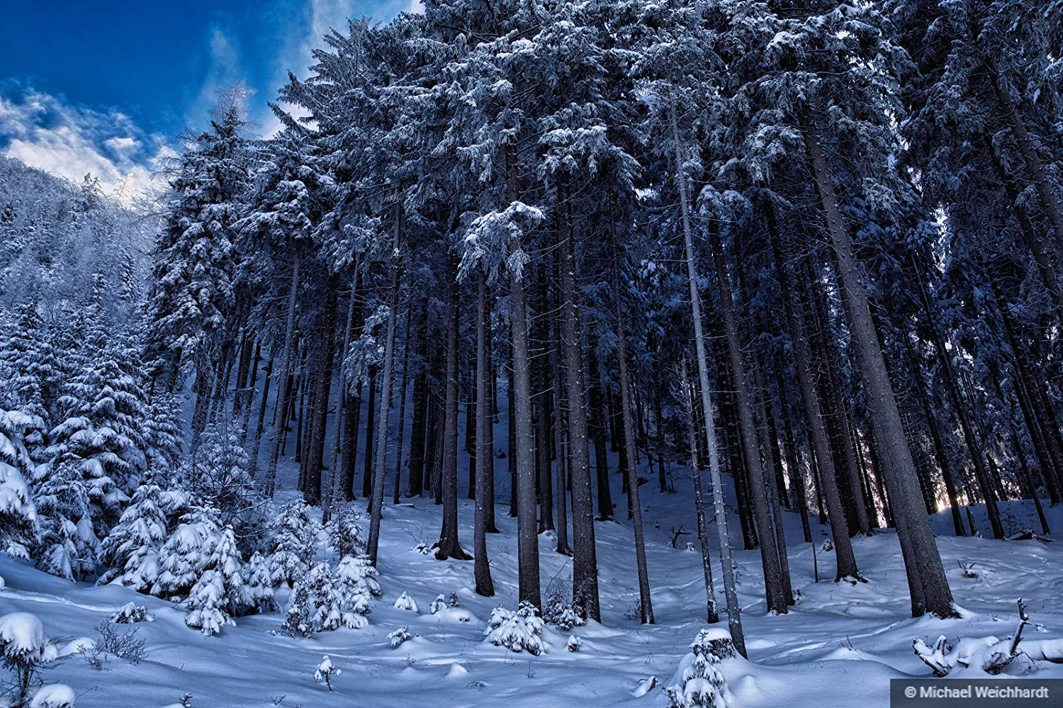 Foresta innevata con abeti, 1500x999 HD, Desktop