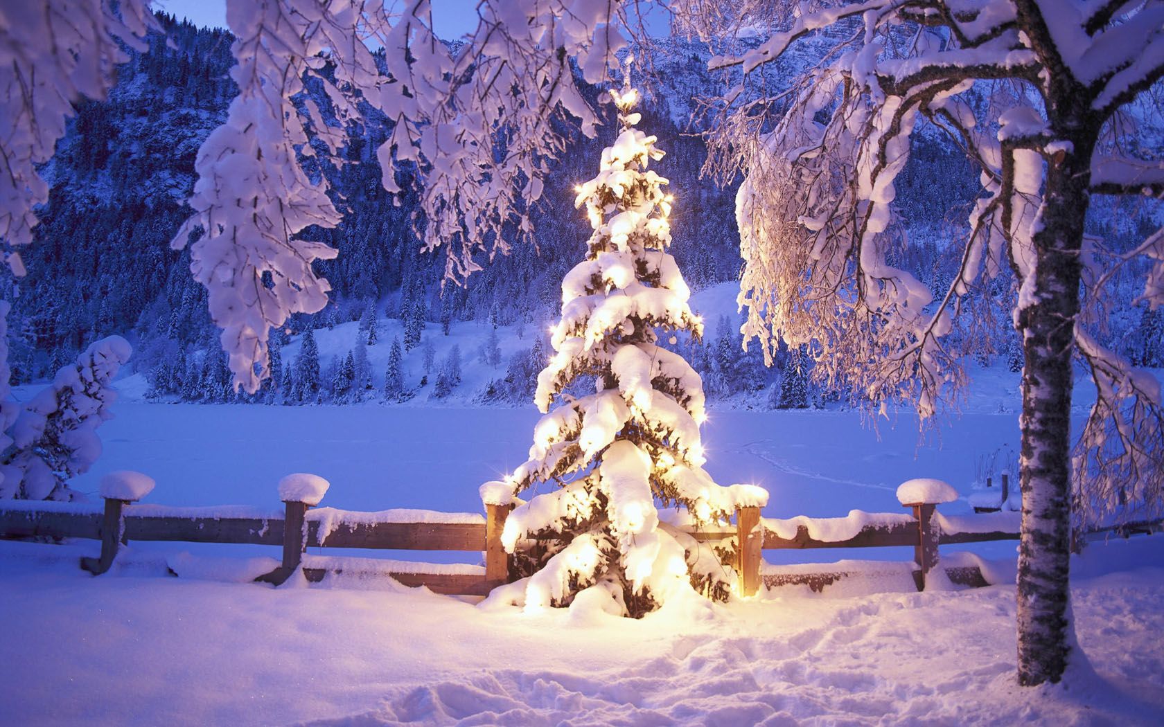 Albero di Natale illuminato nella neve, 1680x1050 HD, PC